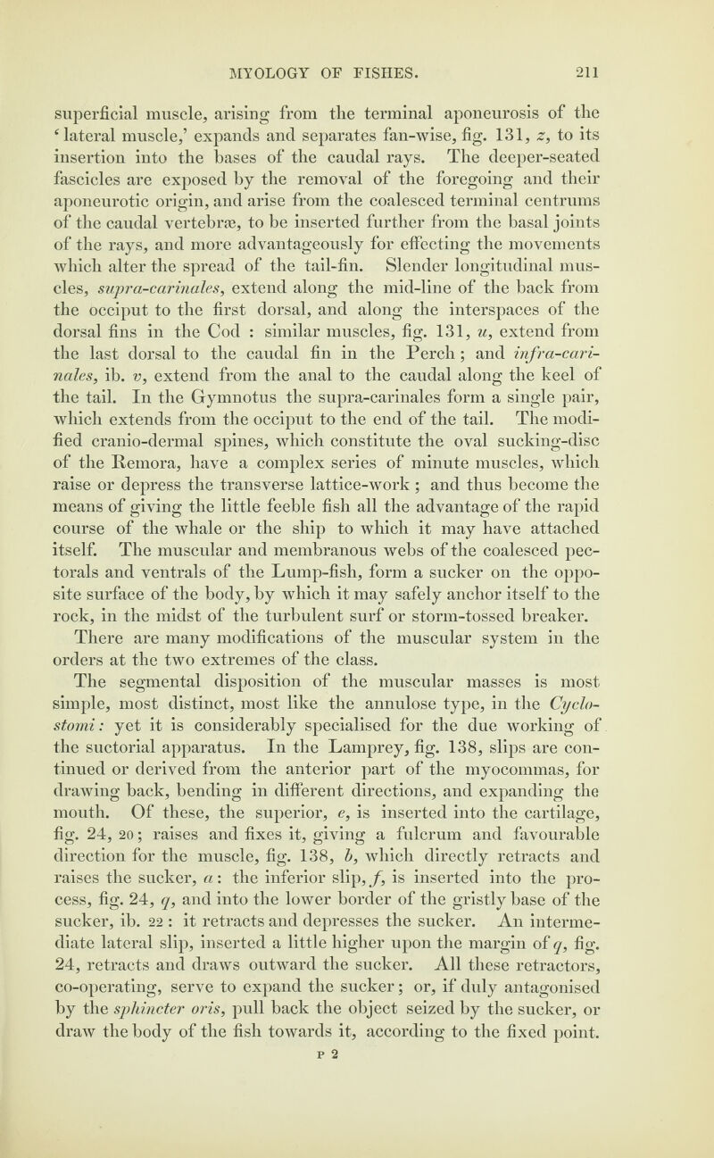 superficial muscle, arising from the terminal aponeurosis of the c lateral muscle,’ expands and separates fan-wise, fig. 131, z, to its insertion into the bases of the caudal rays. The deeper-seated fascicles are exposed by the removal of the foregoing and their aponeurotic origin, and arise from the coalesced terminal centrums of the caudal vertebras, to be inserted further from the basal joints of the rays, and more advantageously for effecting the movements which alter the spread of the tail-fin. Slender longitudinal mus¬ cles, supra-carinales, extend along the mid-line of the back from the occiput to the first dorsal, and along the interspaces of the dorsal fins in the Cod : similar muscles, fig. 131, u, extend from the last dorsal to the caudal fin in the Perch; and infra-cari- nales, ib. v, extend from the anal to the caudal along the keel of the tail. In the Gymnotus the supra-carinales form a single pair, which extends from the occiput to the end of the tail. The modi¬ fied cranio-dermal spines, which constitute the oval sucking-disc of the Remora, have a complex series of minute muscles, which raise or depress the transverse lattice-work ; and thus become the means of giving the little feeble fish all the advantage of the rapid course of the whale or the ship to which it may have attached itself. The muscular and membranous webs of the coalesced pec¬ torals and ventrals of the Lump-fish, form a sucker on the oppo¬ site surface of the body, by which it may safely anchor itself to the rock, in the midst of the turbulent surf or storm-tossed breaker. There are many modifications of the muscular system in the orders at the two extremes of the class. The segmental disposition of the muscular masses is most simple, most distinct, most like the annulose type, in the Cyclo- stomi: yet it is considerably specialised for the due working of the suctorial apparatus. In the Lamprey, fig. 138, slips are con¬ tinued or derived from the anterior part of the myocommas, for drawing back, bending in different directions, and expanding the mouth. Of these, the superior, e, is inserted into the cartilage, fig. 24, 20; raises and fixes it, giving a fulcrum and favourable direction for the muscle, fig. 138, b, which directly retracts and raises the sucker, a: the inferior slip, f, is inserted into the pro¬ cess, fig. 24, q, and into the lower border of the gristly base of the sucker, ib. 22 : it retracts and depresses the sucker. An interme¬ diate lateral slip, inserted a little higher upon the margin of q, fig. 24, retracts and draws outward the sucker. All these retractors, co-operating, serve to expand the sucker; or, if duly antagonised by the sphincter oris, pull back the object seized by the sucker, or draw the body of the fish towards it, according to the fixed point.
