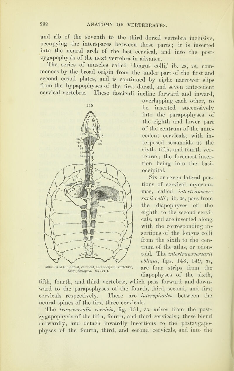 and rib of the seventh to the third dorsal vertebra inclusive, occupying the interspaces between those parts; it is inserted into the neural arch of the last cervical, and into the post- zygapophysis of the next vertebra in advance. The series of muscles called ‘longus colli,’ ib. 28, 28, com¬ mences by the broad origin from the under part of the first and second costal plates, and is continued by eight narrower slips from the hypapophyses of the first dorsal, and seven antecedent cervical vertebrae. These fasciculi incline forward and inward, overlapping each other, to be inserted successively into the parapophyses of the eighth and lower part of the centrum of the ante¬ cedent cervicals, with in¬ terposed sesamoids at the sixth, fifth, and fourth ver¬ tebrae ; the foremost inser¬ tion being into the basi- occipital. Six or seven lateral por¬ tions of cervical myocom- mas, called intertransver- sarii colli; ib. 36, pass from the diapophyses of the eighth to the second cervi¬ cals, and are inserted along with the corresponding in¬ sertions of the longus colli from the sixth to the cen¬ trum of the atlas, or odon¬ toid. The intertransversarii obliqui, figs. 148, 149, 37, are four strips from the diapophyses of the sixth, fifth, fourth, and third vertebrae, which pass forward and down¬ ward to the parapophyses of the fourth, third, second, and first cervicals respectively. There are interspinales between the neural spines of the first three cervicals. The transversalis cervicis, fig. 151, 33, arises from the posb- zygapopliysis of the fifth, fourth, and third cervicals ; these blend outwardly, and detach inwardly insertions to the postzygapo- physes of the fourth, third, and second cervicals, and into the 148 Muscles of tlie dorsal, cervical, and occipital vertebra EmysJEuropcea. xxxvm.