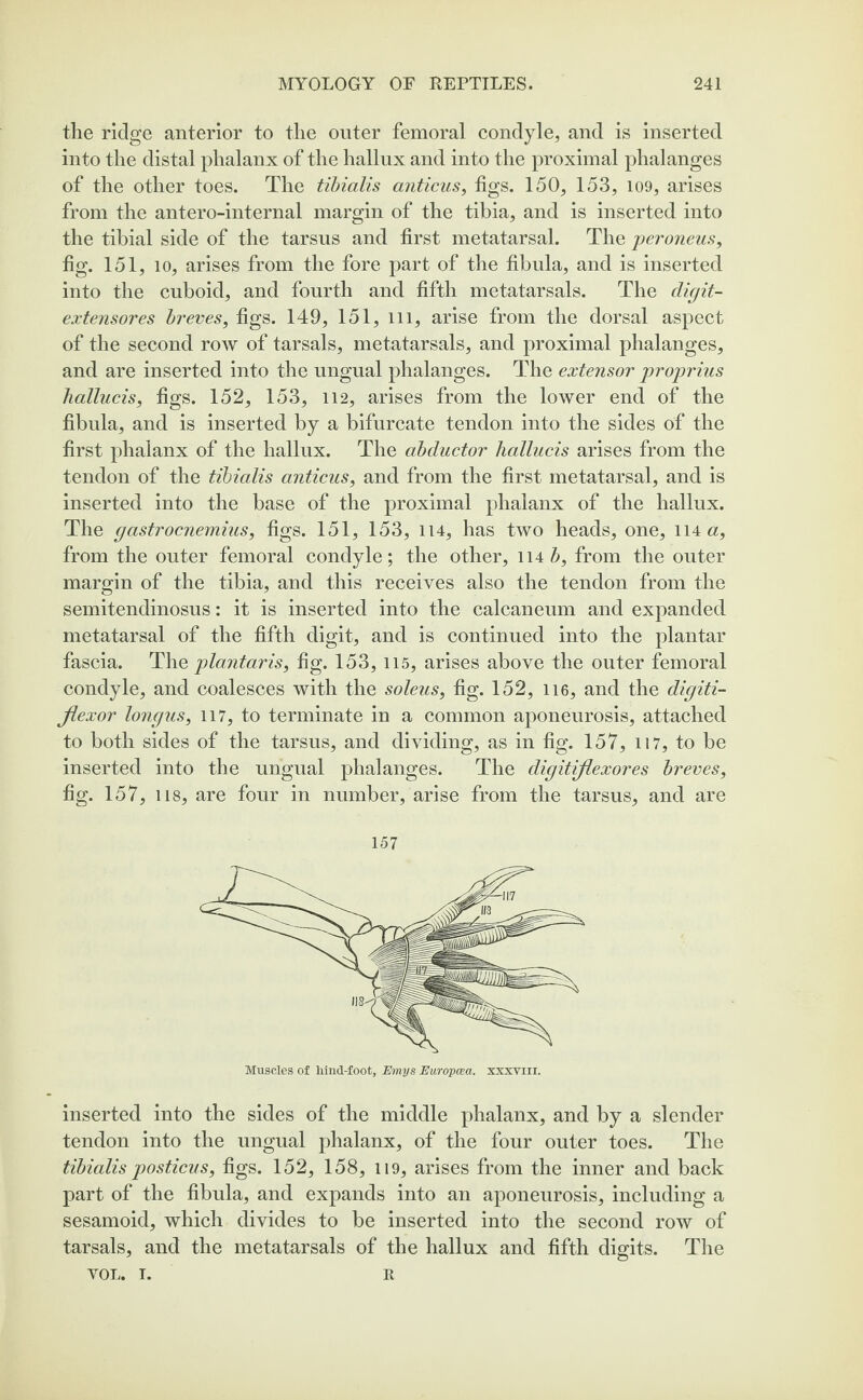 the ridge anterior to the outer femoral condyle, and is inserted into the distal phalanx of the hallux and into the proximal phalanges of the other toes. The tibialis anticus, tigs. 150, 153, 109, arises from the antero-internal margin of the tibia, and is inserted into the tibial side of the tarsus and first metatarsal. The peroneus, fig. 151, 10, arises from the fore part of the fibula, and is inserted into the cuboid, and fourth and fifth metatarsals. The digit- extensores breves, figs. 149, 151, m, arise from the dorsal aspect of the second row of tarsals, metatarsals, and proximal phalanges, and are inserted into the ungual phalanges. The extensor proprius hallucis, figs. 152, 153, 112, arises from the lower end of the fibula, and is inserted by a bifurcate tendon into the sides of the first phalanx of the hallux. The abductor hallucis arises from the tendon of the tibialis anticus, and from the first metatarsal, and is inserted into the base of the proximal phalanx of the hallux. The gastrocnemius, figs. 151, 153, 114, has two heads, one, 114 a, from the outer femoral condyle; the other, 114 &, from the outer margin of the tibia, and this receives also the tendon from the semitendinosus: it is inserted into the calcaneum and expanded metatarsal of the fifth digit, and is continued into the plantar fascia. The plantaris, fig. 153, 115, arises above the outer femoral condyle, and coalesces with the soleus, fig. 152, 116, and the digiti- Jlexor longus, 117, to terminate in a common aponeurosis, attached to both sides of the tarsus, and dividing, as in fig. 157, 117, to be inserted into the ungual phalanges. The digitiflexores breves, fig. 157, ns, are four in number, arise from the tarsus, and are 157 Muscles of hind-foot, Emys Europcea. xxxviii. inserted into the sides of the middle phalanx, and by a slender tendon into the ungual phalanx, of the four outer toes. The tibialis posticus, figs. 152, 158, 119, arises from the inner and back part of the fibula, and expands into an aponeurosis, including a sesamoid, which divides to be inserted into the second row of tarsals, and the metatarsals of the hallux and fifth digits. The VOL. T. K