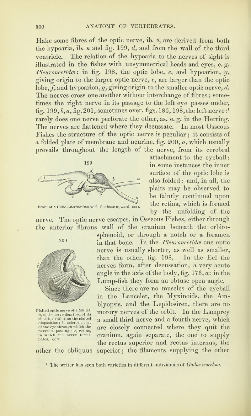 Hake some fibres of tbe optic nerve, ib. 2, are derived from both the hypoaria, ib. n and fig. 199, d, and from the wall of the third ventricle. The relation of the hypoaria to the nerves of sight is illustrated in the fishes with unsymmetrical heads and eyes, e. g. PleuronectidcB; in fig. 198, the optic lobe, e, and hypoarion, g, giving origin to the larger optic nerve, c, are larger than the optic lobe,/, and hypoarion, g} giving origin to the smaller optic nerve, d. The nerves cross one another without interchange of fibres; some¬ times the right nerve in its passage to the left eye passes under, fig. 199, b,a, fig. 201, sometimes over, figs. 185, 198,the left nerve:1 rarely does one nerve perforate the other, as, e. g. in the Herring. The nerves are flattened where they decussate. In most Osseous Fishes the structure of the optic nerve is peculiar; it consists of a folded plate of membrane and neurine, fig. 200, a, which usually prevails throughout the length of the nerve, from its cerebral attachment to the eyeball: 199 in some instances the inner surface of the optic lobe is also folded: and, in all, the plaits may be observed to be faintly continued upon the retina, which is formed by the unfolding of the nerve. The optic nerve escapes, in Osseous Fishes, either through the anterior fibrous wall of the cranium beneath the orbito- sphenoid, or through a notch or a foramen in that bone. In the Pleuronectidce one optic nerve is usually shorter, as well as smaller, than the other, fig. 198. In the Eel the nerves form, after decussation, a very acute angle in the axis of the body, fig. 176, a: in the Lump-fish they form an obtuse open angle. Since there are no muscles of the eyeball in the Lancelet, the Myxinoids, the Am- blyopsis, and the Lepidosiren, there are no motory nerves of the orbit. In the Lamprey a small third nerve and a fourth nerve, which closely connected where they quit the Brain of a Hake (Merluccius) with the base upward, ccii. 200 Plaited optic nerve of a Mullet. a, optic nerve deprived of its sheath, exhibiting the plaited disposition; b, sclerotic coat of the eye through which the nerve is passing; c, retina, in which the nerve termi¬ nates. CCII. are cranium, again separate, the one to sujqfly the rectus superior and rectus internus, the other the obliquus superior; the filaments supplying the other