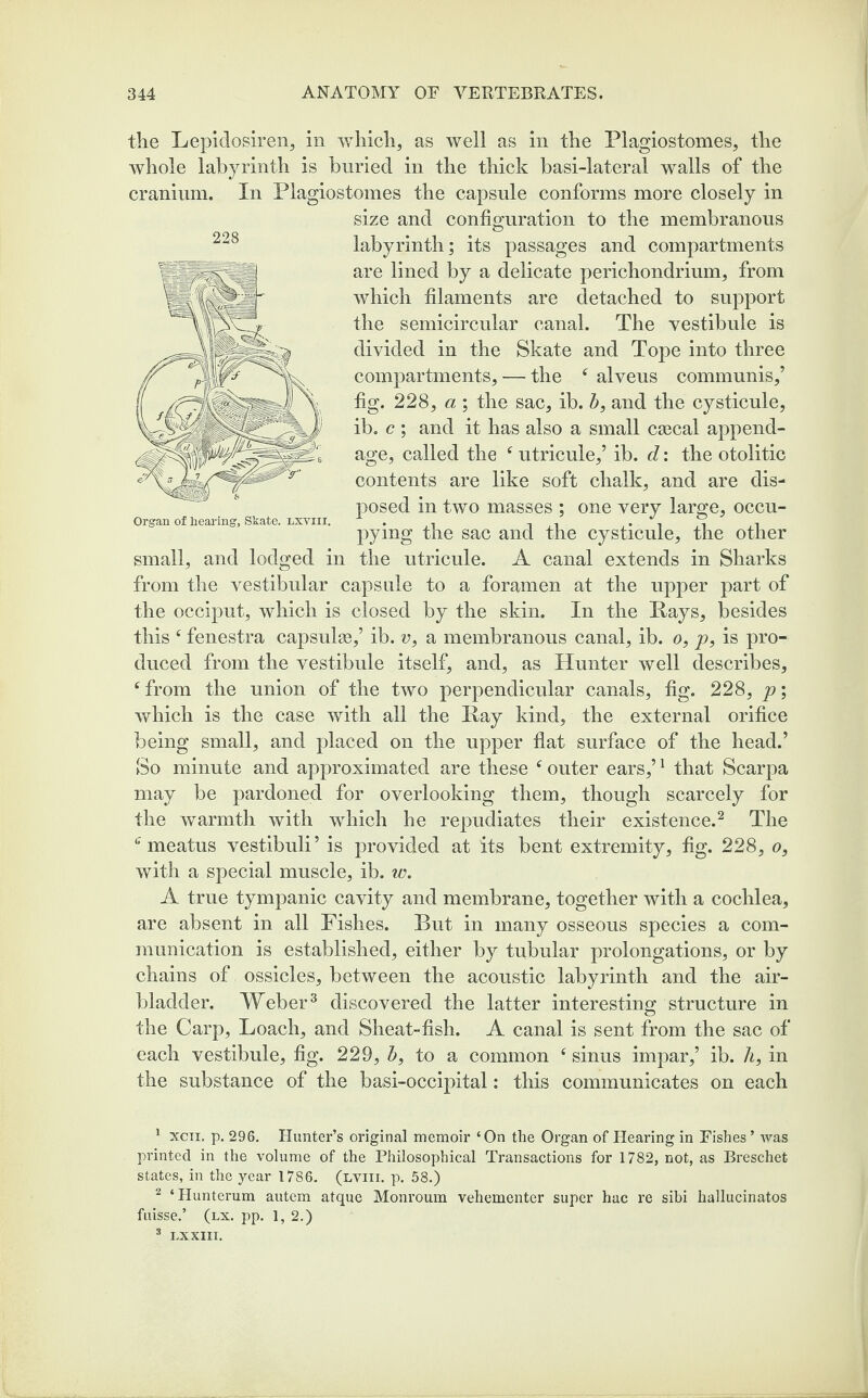 the Lepidosiren, in which, as well as in the Plagiostomes, the whole labyrinth is buried in the thick basi-lateral walls of the cranium. In Plagiostomes the capsule conforms more closely in size and configuration to the membranous labyrinth; its passages and compartments are lined by a delicate perichondrium, from which filaments are detached to support the semicircular canal. The vestibule is divided in the Skate and Tope into three compartments, — the 4 alveus communis/ fig. 228, a ; the sac, ib. b, and the cysticule, ib. c ; and it has also a small csecal append¬ age, called the 4 utricule,’ ib. d: the otolitic contents are like soft chalk, and are dis¬ posed in two masses ; one very large, occu- Organ of hearing, Skate, lxviii. . , , . . , , , pymg the sac and the cysticule, the other small, and lodged in the utricule. A canal extends in Sharks from the vestibular capsule to a foramen at the upper part of the occiput, which is closed by the skin. In the Rays, besides this 4 fenestra capsulae,’ ib. v, a membranous canal, ib. o, p, is pro¬ duced from the vestibule itself, and, as Hunter well describes, 4 from the union of the two perpendicular canals, fig. 228, p; which is the case with all the Ray kind, the external orifice being small, and placed on the upper flat surface of the head.’ So minute and approximated are these 4 outer ears,’1 that Scarpa may be pardoned for overlooking them, though scarcely for the warmth with which he repudiates their existence.2 The a meatus vestibuli’ is provided at its bent extremity, fig. 228, o, with a special muscle, ib. w. A true tympanic cavity and membrane, together with a cochlea, are absent in all Fishes. But in many osseous species a com¬ munication is established, either by tubular prolongations, or by chains of ossicles, between the acoustic labyrinth and the air- bladder. Weber3 discovered the latter interesting structure in the Carp, Loach, and Sheat-fish. A canal is sent from the sac of each vestibule, fig. 229, b, to a common 4 sinus impar,’ ib. A, in the substance of the basi-occipital: this communicates on each 1 xcii, p. 296. Hunter’s original memoir ‘On the Organ of Hearing in Fishes ’ was printed in the volume of the Philosophical Transactions for 1782, not, as Breschet states, in the year 1786. (lviii. p. 58.) 2 ‘Hunterum autem atque Monroum vehementer super hac re sibi hallucinatos fuisse.’ (lx. pp. 1, 2.) 3 LX XIII. 228