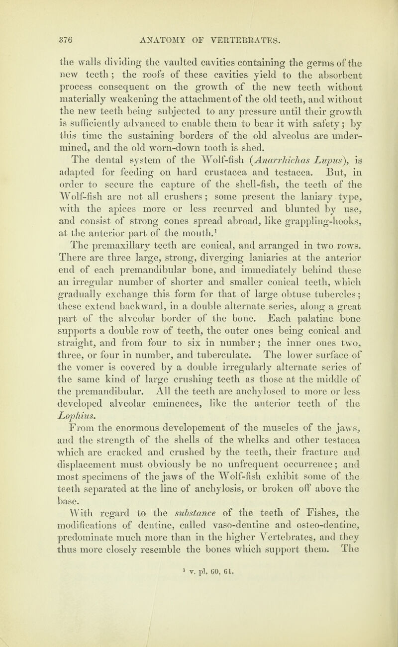 the walls dividing the vaulted cavities containing the germs of the new teeth; the roofs of these cavities yield to the absorbent process consequent on the growth of the new teeth without materially weakening the attachment of the old teeth, and without the new teeth being subjected to any pressure until their growth is sufficiently advanced to enable them to bear it with safety; by this time the sustaining borders of the old alveolus are under¬ mined, and the old worn-down tooth is shed. The dental system of the Wolf-fish (Anarrhichcts Lupus), is adapted for feeding on hard Crustacea and testacea. But, in order to secure the capture of the shell-fish, the teeth of the Wolf-fish are not all crushers; some present the laniary type, with the apices more or less recurved and blunted by use, and consist of strong cones spread abroad, like grappling-hooks, at the anterior part of the mouth.1 The premaxillary teeth are conical, and arranged in two rows. There are three large, strong, diverging laniaries at the anterior end of each premandibular bone, and immediately behind these an irregular number of shorter and smaller conical teeth, which gradually exchange this form for that of large obtuse tubercles; these extend backward, in a double alternate series, along a great part of the alveolar border of the bone. Each palatine bone supports a double row of teeth, the outer ones being conical and straight, and from four to six in number; the inner ones two, three, or four in number, and tuberculate. The lower surface of the vomer is covered by a double irregularly alternate series of the same kind of large crushing teeth as those at the middle of the premandibular. All the teeth are anchylosed to more or less developed alveolar eminences, like the anterior teeth of the Lophius. From the enormous developement of the muscles of the jaws, and the strength of the shells of the whelks and other testacea which are cracked and crushed by the teeth, their fracture and displacement must obviously be no unfrequent occurrence; and most specimens of the jaws of the Wolf-fish exhibit some of the teeth separated at the line of anchylosis, or broken off above the base. With regard to the substance of the teeth of Fishes, the modifications of dentine, called vaso-dentine and osteo-dentine, predominate much more than in the higher Vertebrates, and they thus more closely resemble the bones which support them. The