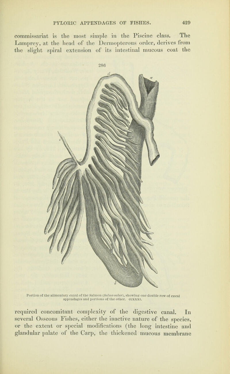 commissariat is the most simple in the Piscine class. The Lamprey, at the head of the Dermopterous order, derives from the slight spiral extension of its intestinal mucous coat the 286 Portion of the alimentary canal of the Salmon (Salmo salar), showing one double row of caecal appendages and portions of the other, ccxxxi. required concomitant complexity of the digestive canal. In several Osseous Fishes, either the inactive nature of the species, or the extent or special modifications (the long intestine and glandular palate of the Carp, the thickened mucous membrane