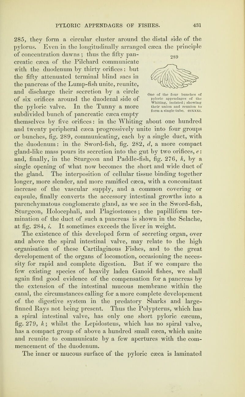 285, they form a circular cluster around the distal side of the pylorus. Even in the longitudinally arranged caeca the principle of concentration dawns ; thus the fifty pan¬ creatic caeca of the Pilchard communicate with the duodenum by thirty orifices: hut the fifty attenuated terminal blind sacs in the pancreas of the Lump-fish unite, reunite, and discharge their secretion by a circle of six orifices around the duodenal side of the pyloric valve. In the Tunny a more subdivided bunch of pancreatic caeca empty themselves by five orifices: in the Whiting about one hundred and twenty peripheral caeca progressively unite into four groups or bunches, fig. 289, communicating, each by a single duct, with the duodenum: in the Sword-fish, fig. 282, d, a more compact gland-like mass pours its secretion into the gut by two orifices, e: and, finally, in the Sturgeon and Paddle-fish, fig. 276, k, by a single opening of what now becomes the short and wide duct of the gland. The interposition of cellular tissue binding together longer, more slender, and more ramified caeca, with a concomitant increase of the vascular supply, and a common covering or capsule, finally converts the accessory intestinal growths into a parenchymatous conglomerate gland, as we see in the Sword-fish, Sturgeon, Holocephali, and Plagiostomes; the papilliform ter¬ mination of the duct of such a pancreas is shown in the Selache, at fig. 284, i. It sometimes exceeds the liver in weight. The existence of this developed form of secreting organ, over and above the spiral intestinal valve, may relate to the high organisation of these Cartilaginous Fishes, and to the great developement of the organs of locomotion, occasioning the neces¬ sity for rapid and complete digestion. But if we compare the few existing species of heavily laden Ganoid fishes, we shall again find good evidence of the compensation for a pancreas by the extension of the intestinal mucous membrane within the canal, the circumstances calling for a more complete developement of the digestive system in the predatory Sharks and large- finned Bays not being present. Thus the Polypterus, which has a spiral intestinal valve, has only one short pyloric caecum, fig. 279, k; whilst the Lepidosteus, which has no spiral valve, has a compact group of above a hundred small caeca, which unite and reunite to communicate by a few apertures with the com¬ mencement of the duodenum. The inner or mucous surface of the pyloric caeca is laminated 289 One of the four hunches of pyloric appendages of the Whiting, isolated; showing their union and reunion to form a single tube, ccxxxi.