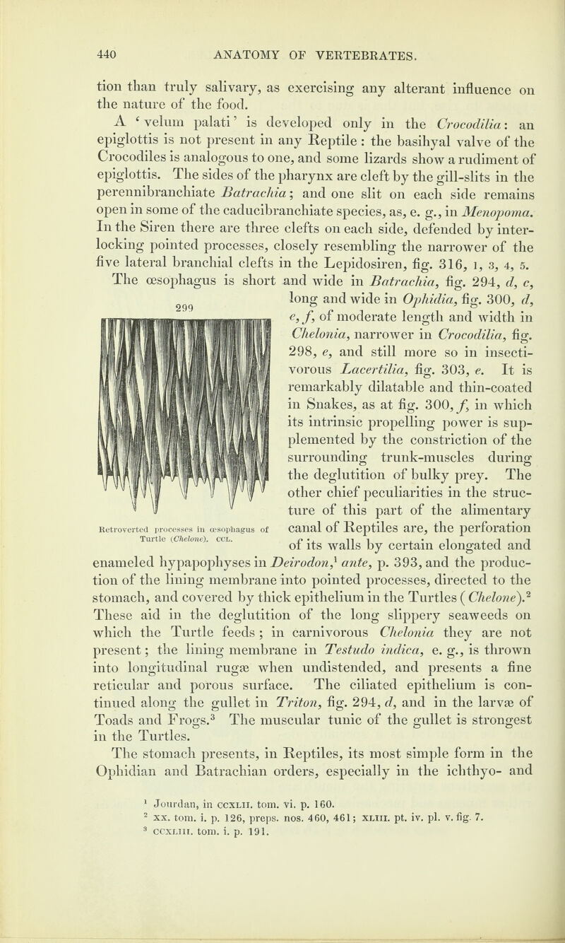 tion than truly salivary, as exercising any alterant influence on the nature of the food. A c velum palati’ is developed only in the Crocodilia: an epiglottis is not present in any Reptile : the basihyal valve of the Crocodiles is analogous to one, and some lizards show a rudiment of epiglottis. The sides of the pharynx are cleft by the gill-slits in the perennibranchiate Batrachia; and one slit on each side remains open in some of the caducibranchiate species, as, e. g., in Menopoma. In the Siren there are three clefts on each side, defended by inter¬ locking pointed processes, closely resembling the narrower of the five lateral branchial clefts in the Lepidosiren, fig. 316, i, 3, 4, 5. The oesophagus is short -and wide in Batrachia, fig. 294, d, c, long and wide in Ophidia, fig. 300, d, e, f, of moderate length and width in Chelonia, narrower in Crocodilia, fig. 298, e, and still more so in insecti¬ vorous Lacertilia, fig. 303, e. It is remarkably dilatable and thin-coated in Snakes, as at fig. 300, f, in which its intrinsic propelling power is sup¬ plemented by the constriction of the surrounding trunk-muscles during the deglutition of bulky prey. The other chief peculiarities in the struc¬ ture of this part of the alimentary canal of Reptiles are, the perforation of its walls by certain elongated and enameled hypapophyses in Deirodon,1 ante, p. 393, and the produc¬ tion of the lining membrane into pointed processes, directed to the stomach, and covered by thick epithelium in the Turtles ( Chelone).2 These aid in the deglutition of the long slippery seaweeds on which the Turtle feeds ; in carnivorous Chelonia they are not present; the lining membrane in Testudo indica, e. g., is thrown into longitudinal rugae when undistended, and presents a fine reticular and porous surface. The ciliated epithelium is con¬ tinued along the gullet in Triton, fig. 294, d, and in the larvae of Toads and Frogs.3 The muscular tunic of the gullet is strongest in the Turtles. The stomach presents, in Reptiles, its most simple form in the Ophidian and Batrachian orders, especially in the ichthyo- and 299 Retroverted processes in oesophagus of Turtle (Chelone)„ ccl. 1 Jourdan, in ccxlii. tom. vi. p. 160. 2 xx. tom. i. p. 126, preps, nos. 460, 461; xliii. pt. iv. pi. v. fig. 7. 3 ccxliii. tom. i. p. 191.