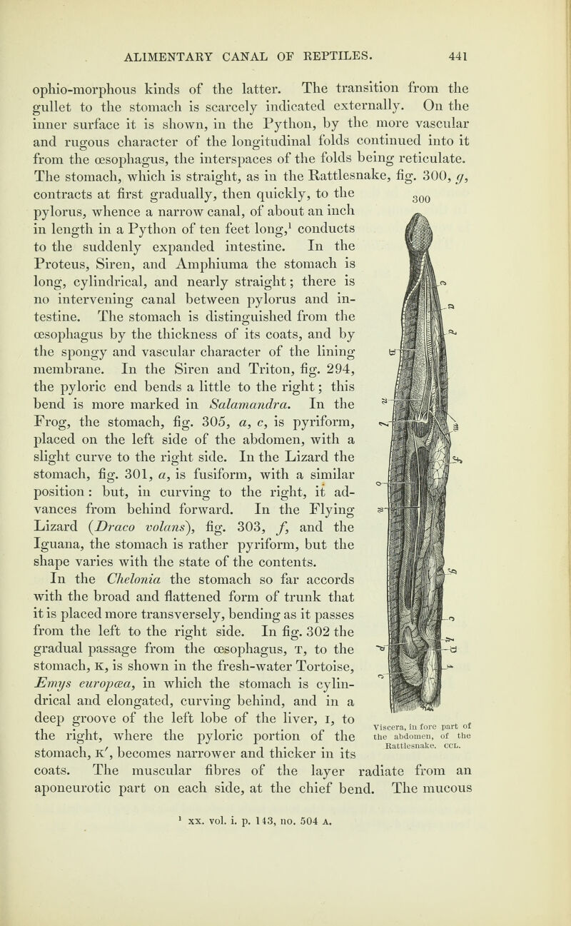 300 ophio-morphous kinds of the latter. The transition from the gullet to the stomach is scarcely indicated externally. On the inner surface it is shown, in the Python, by the more vascular and rugous character of the longitudinal folds continued into it from the oesophagus, the interspaces of the folds being reticulate. The stomach, which is straight, as in the Rattlesnake, fig. 300, g, contracts at first gradually, then quickly, to the pylorus, whence a narrow canal, of about an inch in length in a Python of ten feet long,1 conducts to the suddenly expanded intestine. In the Proteus, Siren, and Amphiuma the stomach is long, cylindrical, and nearly straight; there is no intervening canal between pylorus and in¬ testine. The stomach is distinguished from the oesophagus by the thickness of its coats, and by the spongy and vascular character of the lining membrane. In the Siren and Triton, fig. 294, the pyloric end bends a little to the right; this bend is more marked in Salamandra. In the Frog, the stomach, fig. 305, a, c, is pyriform, placed on the left side of the abdomen, with a slight curve to the right side. In the Lizard the stomach, fig. 301, a, is fusiform, with a similar position : but, in curving to the right, it ad¬ vances from behind forward. In the Flying Lizard (Draco volans), fig. 303, f9 and the Iguana, the stomach is rather pyriform, but the shape varies with the state of the contents. In the Chelonia the stomach so far accords with the broad and flattened form of trunk that it is placed more transversely, bending as it passes from the left to the right side. In fig. 302 the gradual passage from the oesophagus, T, to the stomach, K, is shown in the fresh-water Tortoise, Emys europoea, in which the stomach is cylin¬ drical and elongated, curving behind, and in a deep groove of the left lobe of the liver, i, to the right, where the pyloric portion of the stomach, k', becomes narrower and thicker in its coats. The muscular fibres of the layer radiate from an aponeurotic part on each side, at the chief bend. The mucous Viscera, in fore part of the abdomen, of the Rattlesnake, ccn.