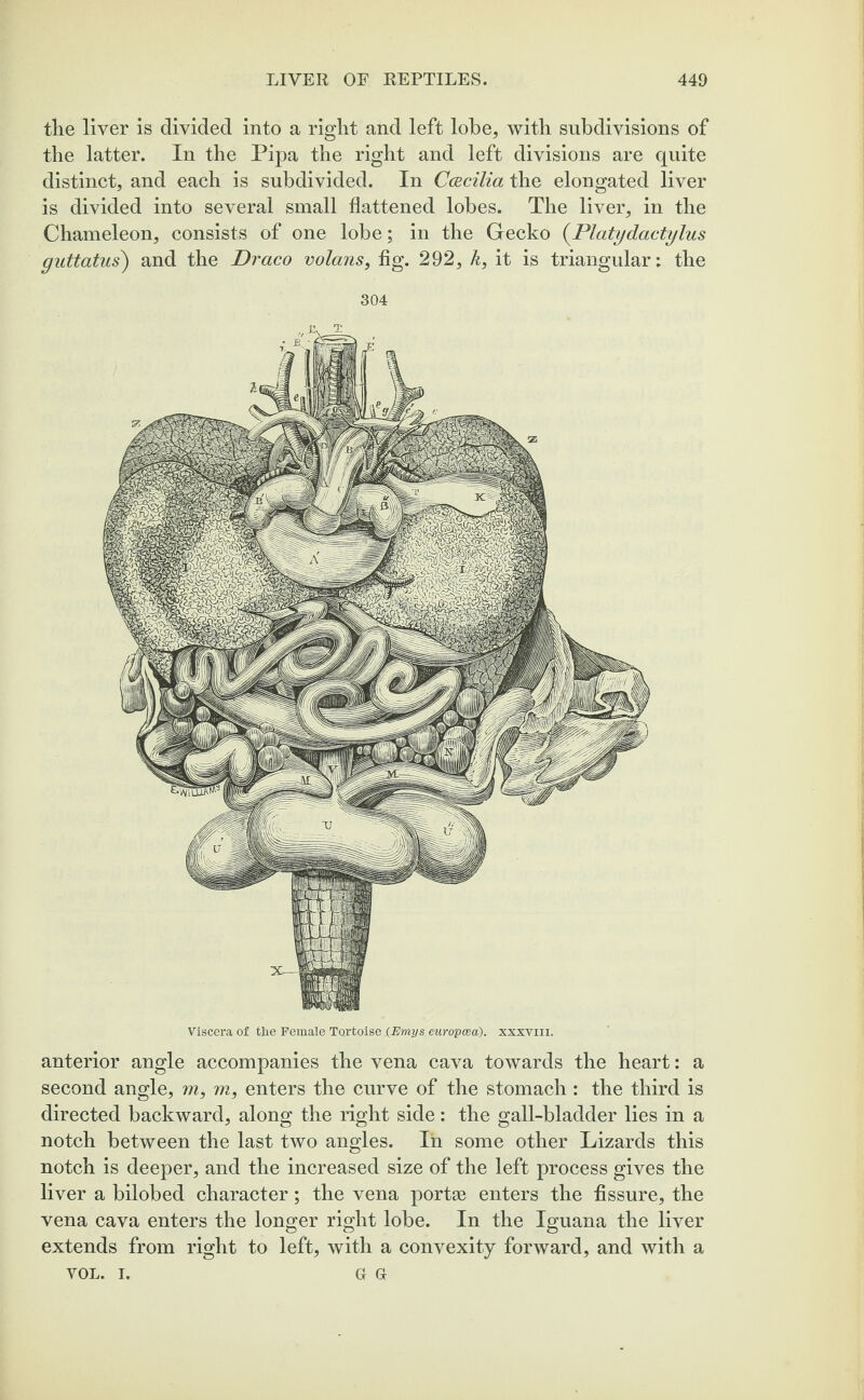 the liver is divided into a right and left lobe, with subdivisions of the latter. In the Pipa the right and left divisions are quite distinct, and each is subdivided. In Ccecilia the elongated liver is divided into several small flattened lobes. The liver, in the Chameleon, consists of one lobe; in the Gecko (Platydactylus guttatus) and the Draco volans, fig. 292, k, it is triangular; the 304 Viscera of the Female Tortoise (Emys europcea). xxxvm. anterior angle accompanies the vena cava towards the heart: a second angle, m, m, enters the curve of the stomach : the third is directed backward, along the right side: the gall-bladder lies in a notch between the last two angles. In some other Lizards this notch is deeper, and the increased size of the left process gives the liver a bilobed character; the vena portae enters the fissure, the vena cava enters the longer right lobe. In the Iguana the liver extends from right to left, with a convexity forward, and with a VOL. i. g G