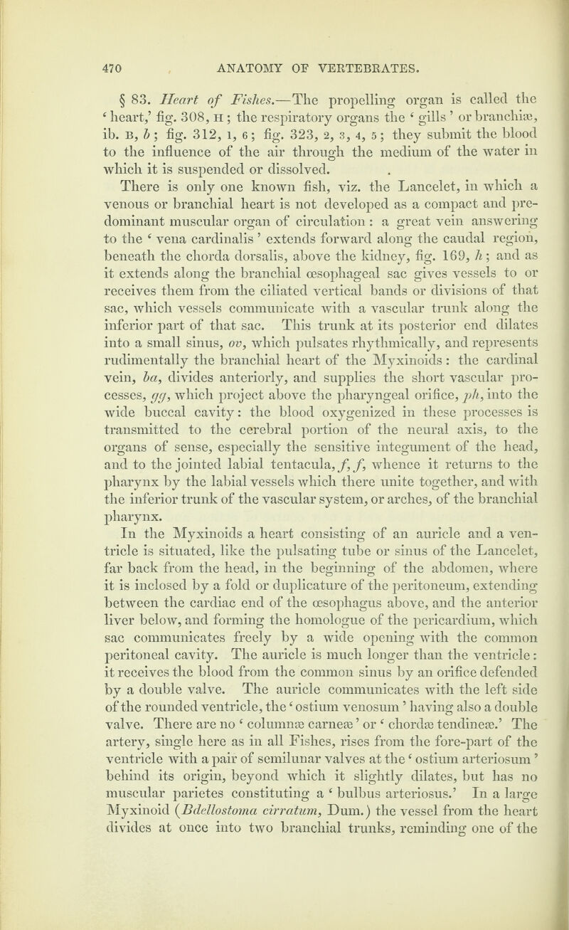 § 83. Heart of Fishes.—The propelling organ is called the c heart/ fig. 308, H; the respiratory organs the f gills ’ or branchiae, ib. B, h ; fig. 312, l, 6; fig. 323, 2, 3, 4, 5; they submit the blood to the influence of the air through the medium of the water in which it is suspended or dissolved. There is only one known fish, viz. the Lancelet, in which a venous or branchial heart is not developed as a compact and pre¬ dominant muscular organ of circulation : a great vein answering to the f vena cardinalis ’ extends forward along the caudal region, beneath the chorda dorsalis, above the kidney, fig. 169, h; and as it extends along the branchial oesophageal sac gives vessels to or receives them from the ciliated vertical bands or divisions of that sac, which vessels communicate with a vascular trunk along the inferior part of that sac. This trunk at its posterior end dilates into a small sinus, ov, which pulsates rhythmically, and represents rudimentally the branchial heart of the Myxinoids: the cardinal vein, ha, divides anteriorly, and supplies the short vascular pro¬ cesses, gg, which project above the pharyngeal orifice, pli, into the wide buccal cavity: the blood oxygenized in these processes is transmitted to the cerebral portion of the neural axis, to the organs of sense, especially the sensitive integument of the head, and to the jointed labial tentacula,f,f, whence it returns to the pharynx by the labial vessels which there unite together, and with the inferior trunk of the vascular system, or arches, of the branchial pharynx. In the Myxinoids a heart consisting of an auricle and a ven¬ tricle is situated, like the pulsating tube or sinus of the Lancelet, far back from the head, in the beginning of the abdomen, where it is inclosed by a fold or duplicature of the peritoneum, extending between the cardiac end of the oesophagus above, and the anterior liver below, and forming the homologue of the pericardium, which sac communicates freely by a wide opening with the common peritoneal cavity. The auricle is much longer than the ventricle: it receives the blood from the common sinus by an orifice defended by a double valve. The auricle communicates with the left side of the rounded ventricle, the tf ostium venosum ’ having also a double valve. There are no f columns earner’ or f chordae tendineae.’ The artery, single here as in all Fishes, rises from the fore-part of the ventricle with a pair of semilunar valves at thef ostium arteriosum ’ behind its origin, beyond which it slightly dilates, but has no muscular parietes constituting a e bulbus arteriosus.’ In a large Myxinoid {Bdellostoma cirratum, Dum.) the vessel from the heart divides at once into two branchial trunks, reminding one of the