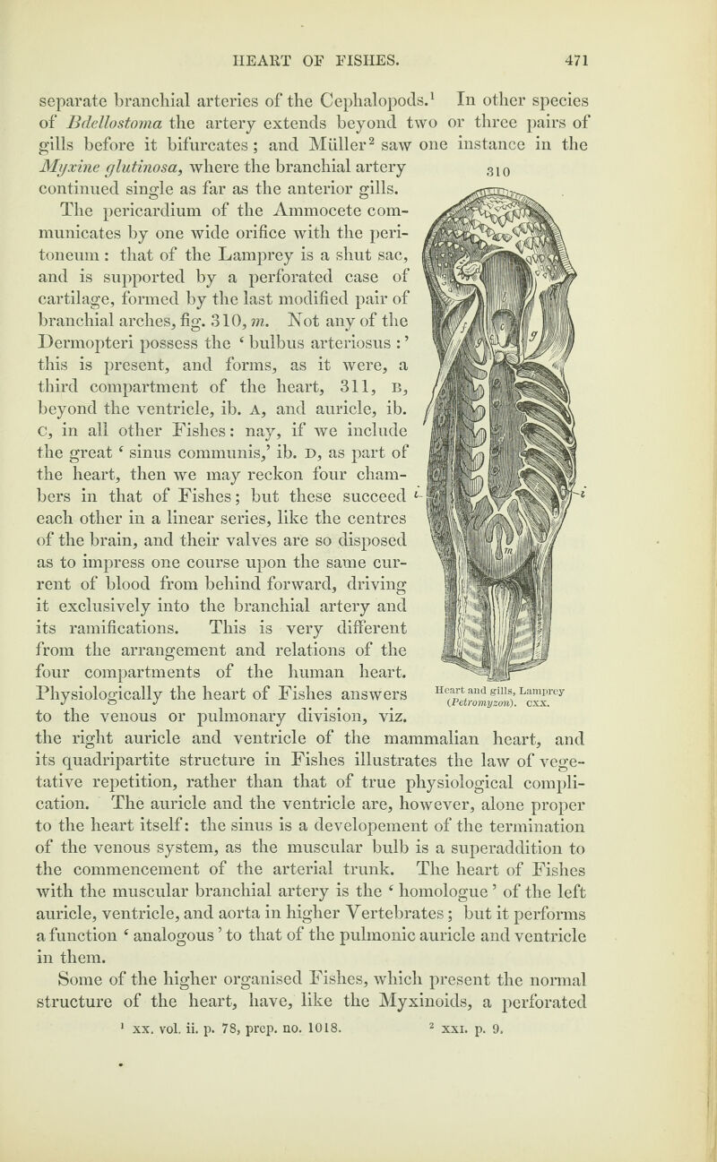 separate branchial arteries of the Cephalopods.1 In other species of Bdellostoma the artery extends beyond two or three pairs of gills before it bifurcates; and Muller2 saw one instance in the Myxine glutinosa, where the branchial artery continued single as far as the anterior gills. The pericardium of the Ammocete com¬ municates by one wide orifice with the peri¬ toneum : that of the Lamprey is a shut sac, and is supported by a perforated case of cartilage, formed by the last modified pair of branchial arches, fig. 310, m. Not any of the Dermopteri possess the 6 bulbus arteriosus : ’ this is present, and forms, as it were, a third compartment of the heart, 311, B, beyond the ventricle, ib. A, and auricle, ib. c, in all other Fishes: nay, if we include the greatf sinus communis,’ ib. D, as part of the heart, then we may reckon four cham¬ bers in that of Fishes; but these succeed L- each other in a linear series, like the centres of the brain, and their valves are so disposed as to impress one course upon the same cur¬ rent of blood from behind forward, driving it exclusively into the branchial artery and its ramifications. This is very different from the arrangement and relations of the four compartments of the human heart. Physiologically the heart of Fishes answers to the venous or pulmonary division, viz. the right auricle and ventricle of the mammalian heart, and its quadripartite structure in Fishes illustrates the law of vege¬ tative repetition, rather than that of true physiological compli¬ cation. The auricle and the ventricle are, however, alone proper to the heart itself: the sinus is a developement of the termination of the venous system, as the muscular bulb is a superaddition to the commencement of the arterial trunk. The heart of Fishes with the muscular branchial artery is the f homologue ’ of the left auricle, ventricle, and aorta in higher Vertebrates; but it performs a function f analogous ’ to that of the pulmonic auricle and ventricle in them. Some of the higher organised Fishes, which present the normal structure of the heart, have, like the Myxinoids, a perforated 1 xx. vol. ii. p. 78, prep. no. 1018. 2 xxi. p. 9. 310 Heart and gills. Lamprey CPetromyzon). cxx.