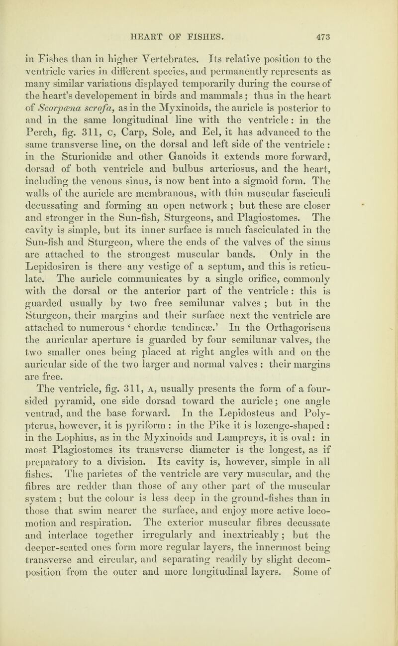 in Fishes than in higher Vertebrates. Its relative position to the ventricle varies in different species, and permanently represents as many similar variations displayed temporarily during the course of the heart’s developement in birds and mammals; thus in the heart of Scorpcena scrofa, as in the Myxinoids, the auricle is posterior to and in the same longitudinal line with the ventricle: in the Perch, fig. 311, c, Carp, Sole, and Eel, it has advanced to the same transverse line, on the dorsal and left side of the ventricle : in the Sturionidae and other Ganoids it extends more forward, dorsad of both ventricle and bulbus arteriosus, and the heart, including the venous sinus, is now bent into a sigmoid form. The walls of the auricle are membranous, with thin muscular fasciculi decussating and forming an open network; but these are closer and stronger in the Sun-fish, Sturgeons, and Plagiostomes. The cavity is simple, but its inner surface is much fasciculated in the Sun-fish and Sturgeon, where the ends of the valves of the sinus are attached to the strongest muscular bands. Only in the Lepidosiren is there any vestige of a septum, and this is reticu¬ late. The auricle communicates by a single orifice, commonly with the dorsal or the anterior part of the ventricle : this is guarded usually by two free semilunar valves ; but in the Sturgeon, their margins and their surface next the ventricle are attached to numerous e chords tendines©.’ In the Orthagoriscus the auricular aperture is guarded by four semilunar valves, the two smaller ones being placed at right angles with and on the auricular side of the two larger and normal valves : their margins are free. The ventricle, fig. 311, A, usually presents the form of a four¬ sided pyramid, one side dorsad toward the auricle; one angle ventrad, and the base forward. In the Lepidosteus and Poly- pterus, however, it is pyriform : in the Pike it is lozenge-shaped : in the Lophius, as in the Myxinoids and Lampreys, it is oval: in most Plagiostomes its transverse diameter is the longest, as if preparatory to a division. Its cavity is, however, simple in all fishes. The parietes of the ventricle are very muscular, and the fibres are redder than those of any other part of the muscular system; but the colour is less deep in the ground-fishes than in those that swim nearer the surface, and enjoy more active loco¬ motion and respiration. The exterior muscular fibres decussate and interlace together irregularly and inextricably; but the deeper-seated ones form more regular layers, the innermost being transverse and circular, and separating readily by slight decom¬ position from the outer and more longitudinal layers. Some of