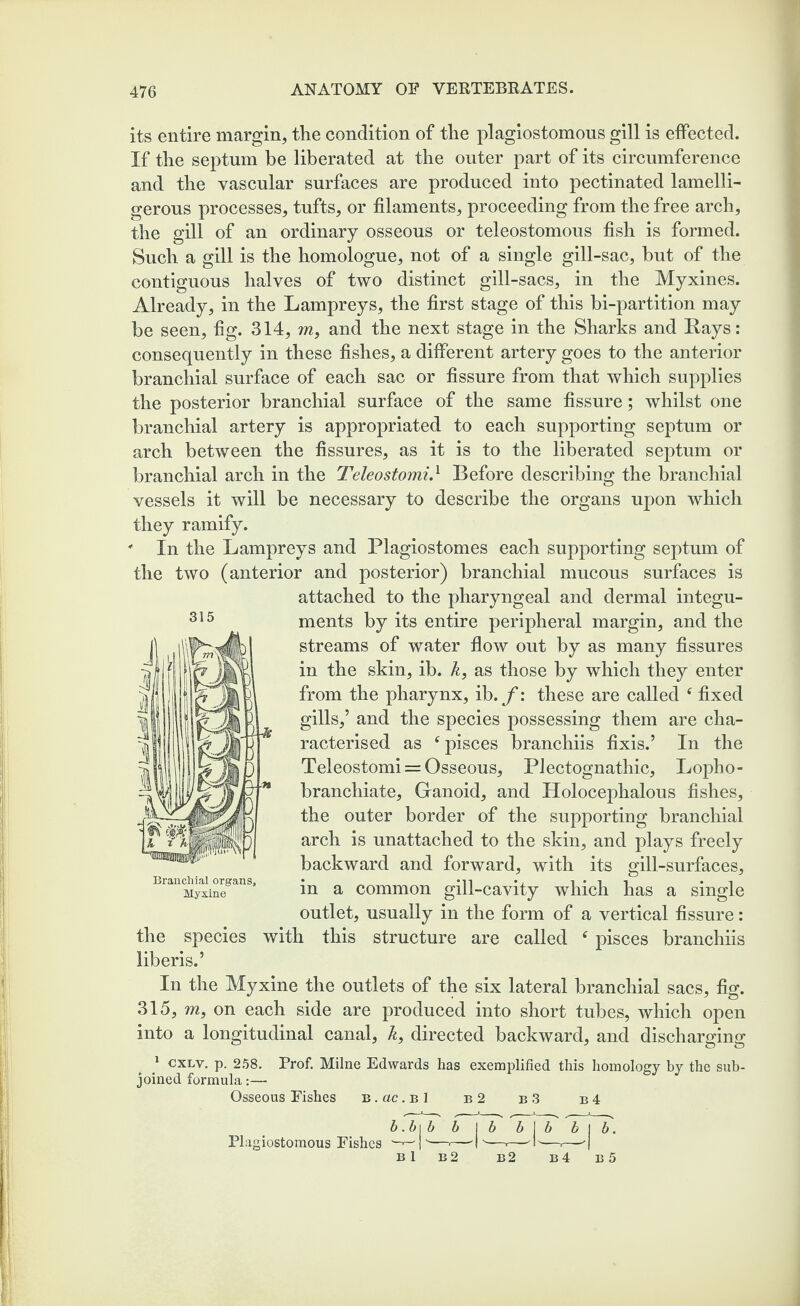 its entire margin, the condition of the plagiostomons gill is effected. If the septum be liberated at the outer part of its circumference and the vascular surfaces are produced into pectinated lamelli- gerous processes, tufts, or filaments, proceeding from the free arch, the gill of an ordinary osseous or teleostomous fish is formed. Such a gill is the homologue, not of a single gill-sac, but of the contiguous halves of two distinct gill-sacs, in the Myxines. Already, in the Lampreys, the first stage of this bi-partition may be seen, fig. 314, m, and the next stage in the Sharks and Rays: consequently in these fishes, a different artery goes to the anterior branchial surface of each sac or fissure from that which supplies the posterior branchial surface of the same fissure; whilst one branchial artery is appropriated to each supporting septum or arch between the fissures, as it is to the liberated septum or branchial arch in the Teleostomi.1 Before describing the branchial vessels it will be necessary to describe the organs upon which they ramify. ' In the Lampreys and Plagiostomes each supporting septum of the two (anterior and posterior) branchial mucous surfaces is attached to the pharyngeal and dermal integu¬ ments by its entire peripheral margin, and the streams of water flow out by as many fissures in the skin, ib. k, as those by which they enter from the pharynx, ib. f: these are called f fixed gills,’ and the species possessing them are cha¬ racterised as e pisces branchiis fixis.’ In the Teleostomi = Osseous, Plectognathic, Lopho- branchiate. Ganoid, and Holocephalous fishes, the outer border of the supporting branchial arch is unattached to the skin, and plays freely backward and forward, with its gill-surfaces, in a common gill-cavity which has a single outlet, usually in the form of a vertical fissure: the species with this structure are called f pisces branchiis liberis.’ In the Myxine the outlets of the six lateral branchial sacs, fig. 315, m, on each side are produced into short tubes, which open into a longitudinal canal, k, directed backward, and discharging 315 Branchial organs, Myxine 1 cxlv. p. 258. Prof. Milne Edwards has exemplified this homology by the sub¬ joined formula:— Osseous Fishes B.ac.Bl b2 b3 b4 Plagiostomous Fishes bj,\b b | b t | t b B1 b2 b2 b4 b. B 5