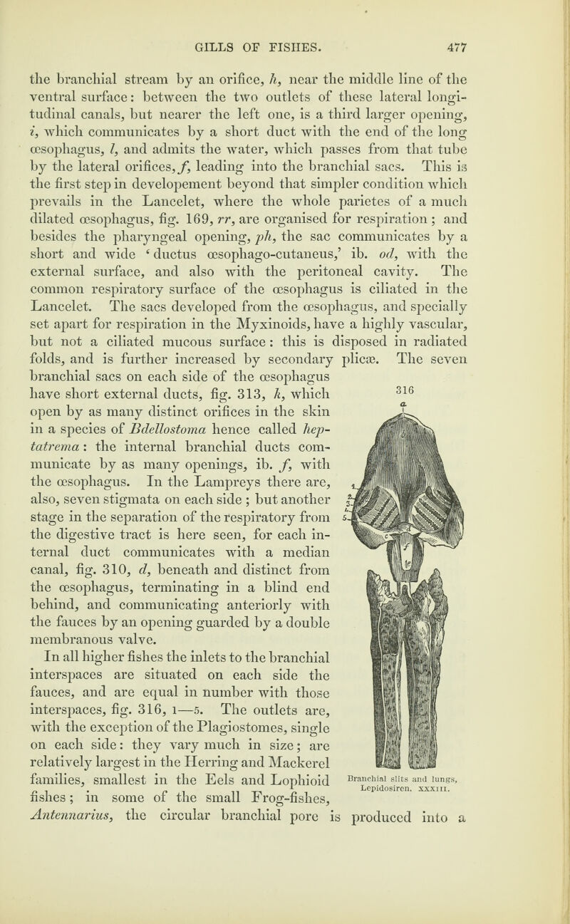 316 the branchial stream by an orifice, 7i, near the middle line of the ventral surface: between the two outlets of these lateral longi¬ tudinal canals, but nearer the left one, is a third larger opening, i, which communicates by a short duct with the end of the long oesophagus, 7, and admits the water, which passes from that tube by the lateral orifices, f, leading into the branchial sacs. This is the first step in developement beyond that simpler condition which prevails in the Lancelet, where the whole parietes of a much dilated oesophagus, fig. 169, rr, are organised for respiration ; and besides the pharyngeal opening, ph, the sac communicates by a short and wide 4 ductus oesophago-cutaneus,’ ib. od, with the external surface, and also with the peritoneal cavity. The common respiratory surface of the oesophagus is ciliated in the Lancelet. The sacs developed from the oesophagus, and specially set apart for respiration in the Myxinoids, have a highly vascular, but not a ciliated mucous surface: this is disposed in radiated folds, and is further increased by secondary plicae. The seven branchial sacs on each side of the oesophagus have short external ducts, fig. 313, h, which open by as many distinct orifices in the skin in a species of Bdellostoma hence called hep- tatrema: the internal branchial ducts com¬ municate by as many openings, ib. f, with the oesophagus. In the Lampreys there are, also, seven stigmata on each side ; but another stage in the separation of the respiratory from the digestive tract is here seen, for each in¬ ternal duct communicates with a median canal, fig. 310, c7, beneath and distinct from the oesophagus, terminating in a blind end behind, and communicating anteriorly with the fauces by an opening guarded by a double membranous valve. In all higher fishes the inlets to the branchial interspaces are situated on each side the fauces, and are equal in number with those interspaces, fig. 316, l—5. The outlets are, with the exception of the Plagiostomes, single on each side: they vary much in size; are relatively largest in the Herring and Mackerel families, smallest in the Eels and Lophioid fishes; in some of the small Frog-fishes, Antennarius, the circular branchial pore is produced into a Branchial slits and lungs, Lepidosiren. xxxm.