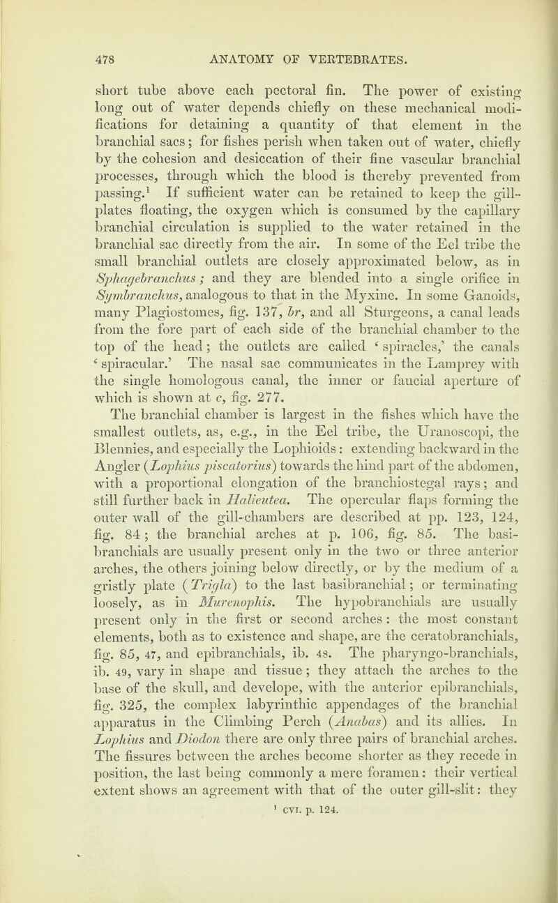 short tube above each pectoral fin. The power of existing long out of water depends chiefly on these mechanical modi¬ fications for detaining a quantity of that element in the branchial sacs; for fishes perish when taken out of water, chiefly by the cohesion and desiccation of their fine vascular branchial processes, through which the blood is thereby prevented from passing.1 If sufficient water can be retained to keep the gill- plates floating, the oxygen which is consumed by the capillary branchial circulation is supplied to the water retained in the branchial sac directly from the air. In some of the Eel tribe the small branchial outlets are closely approximated below, as in Spliagebranchus; and they are blended into a single orifice in Symbranckus, analogous to that in the Myxine. In some Ganoids, many Plagiostomes, fig. 137, hr, and all Sturgeons, a canal leads from the fore part of each side of the branchial chamber to the top of the head; the outlets are called spiracles,’ the canals c spiracular.’ The nasal sac communicates in the Lamprey with the single homologous canal, the inner or faucial aperture of which is shown at c, fig. 277. The branchial chamber is largest in the fishes which have the smallest outlets, as, e.g., in the Eel tribe, the Uranoscopi, the Blennies, and especially the Lophioids: extending backward in the Angler (Lophius piscatorius) towards the hind part of the abdomen, with a proportional elongation of the branchiostegal rays; and still further back in Halieutea. The opercular flaps forming the outer wall of the gill-chambers are described at pp. 123, 124, fig. 84; the branchial arches at p. 106, fig. 85. The basi- branchials are usually present only in the two or three anterior arches, the others joining below directly, or by the medium of a gristly plate (Trigla) to the last basibranchial; or terminating loosely, as in Murenophis. The hypobranchials are usually present only in the first or second arches : the most constant elements, both as to existence and shape, are the ceratobranchials, fig. 85, 47, and epibranchials, ib. 48. The pharyngo-branchials, ib. 49, vary in shape and tissue; they attach the arches to the base of the skull, and develope, with the anterior epibranchials, fig. 325, the complex labyrinthic appendages of the branchial apparatus in the Climbing Perch (.Anabas) and its allies. In Lopliius and Diodon there are only three pairs of branchial arches. The fissures between the arches become shorter as they recede in position, the last being commonly a mere foramen: their vertical extent shows an agreement with that of the outer gill-slit: they 1 cvi. p. 124.