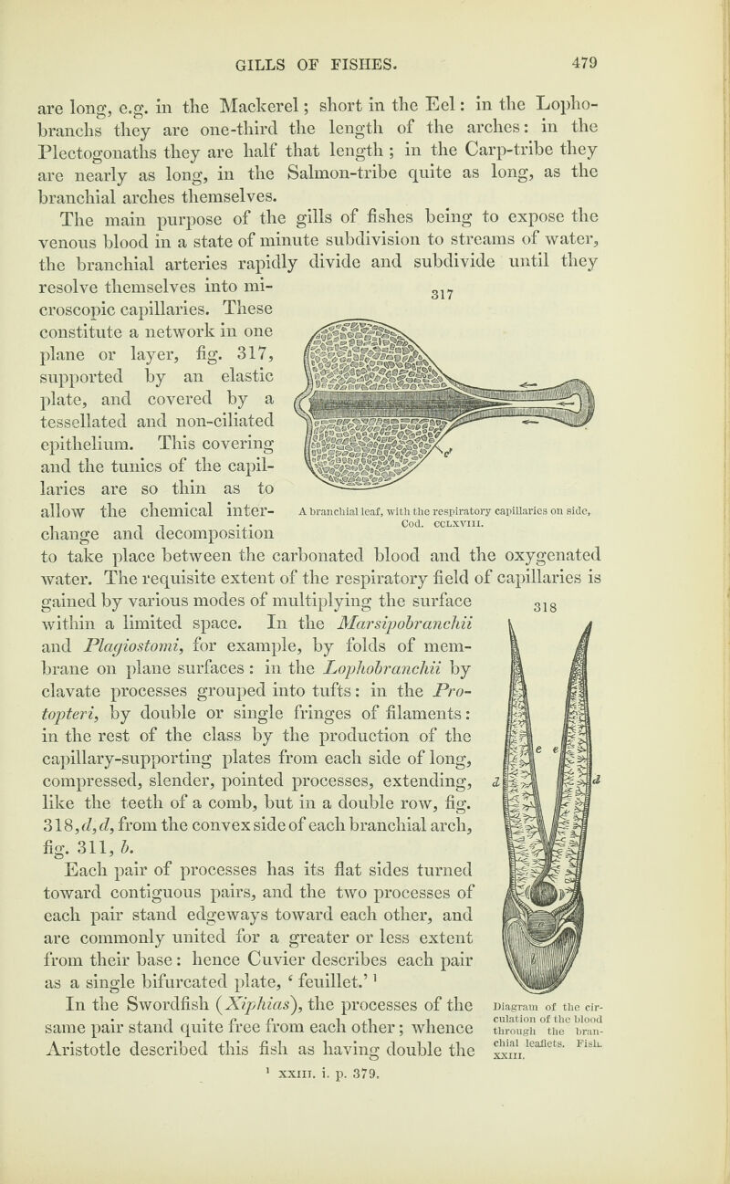 317 are long, e.g. in the Mackerel; short in the Eel: in the Lopho- branchs they are one-third the length of the arches: in the Plectogonaths they are half that length ; in the Carp-tribe they are nearly as long, in the Salmon-tribe quite as long, as the branchial arches themselves. The main purpose of the gills of fishes being to expose the venous blood in a state of minute subdivision to streams of water, the branchial arteries rapidly divide and subdivide until they resolve themselves into mi¬ croscopic capillaries. These constitute a network in one plane or layer, fig. 317, supported by an elastic plate, and covered by a tessellated and non-ciliated epithelium. This covering and the tunics of the capil¬ laries are so thin as to allow the chemical inter¬ change and decomposition to take place between the carbonated blood and the oxygenated water. The requisite extent of the respiratory field of capillaries is gained by various modes of multiplying the surface within a limited space. In the Marsipobranchii and Plagiostomi, for example, by folds of mem¬ brane on plane surfaces: in the Lophobranchii by clavate processes grouped into tufts: in the Pro- topteri, by double or single fringes of filaments: in the rest of the class by the production of the capillary-supporting plates from each side of long, compressed, slender, pointed processes, extending, like the teeth of a comb, but in a double row, fig. 318, d, d, from the convex side of each branchial arch, fig. 311, b. Each pair of processes has its flat sides turned toward contiguous pairs, and the two processes of each pair stand edgeways toward each other, and are commonly united for a greater or less extent from their base: hence Cuvier describes each pair as a single bifurcated plate, e feuillet.’1 In the Swordfish (Xiphias), the processes of the same pair stand quite free from each other; whence A branchial leaf, with the respiratory capillaries on side. Cod. CCLXVIII. 318 Aristotle described this fish as having double the 1 xxm. i. p. 379, Diagram of the cir¬ culation of the blood through the bran¬ chial leaflets. Fish. XXIII.