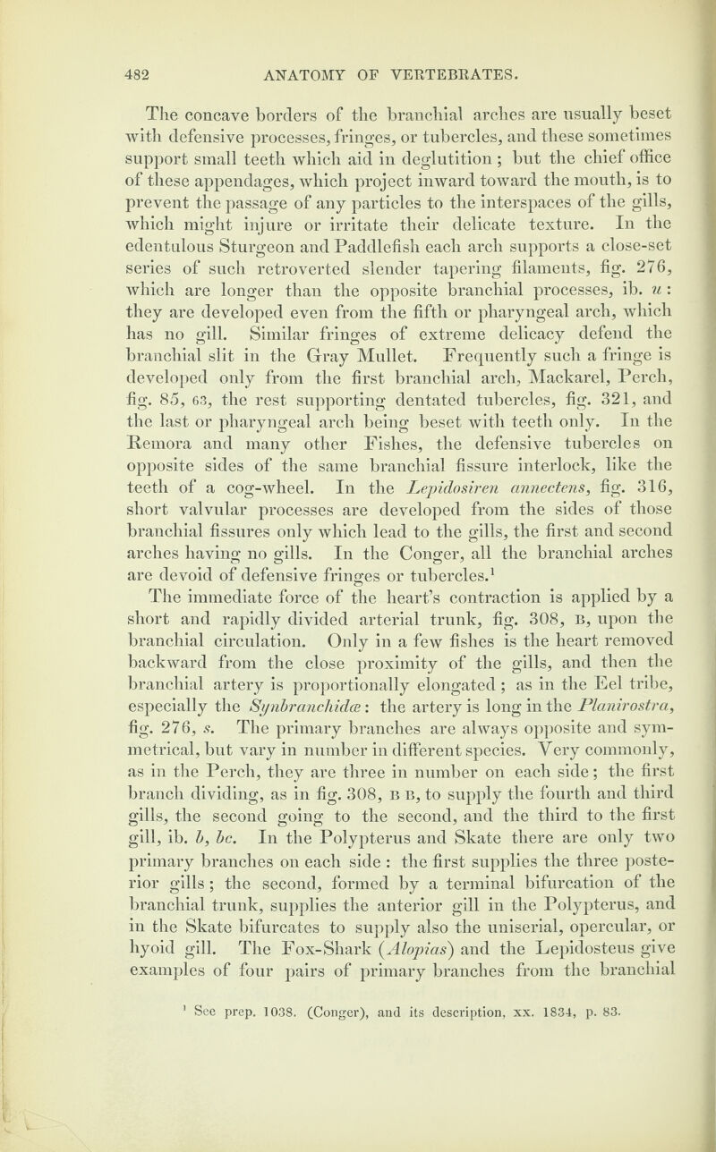 The concave borders of the branchial arches are usually beset with defensive processes, fringes, or tubercles, and these sometimes support small teeth which aid in deglutition; but the chief office of these appendages, which project inward toward the mouth, is to prevent the passage of any particles to the interspaces of the gills, which might injure or irritate their delicate texture. In the edentulous Sturgeon and Paddlefish each arch supports a close-set series of such retro verted slender tapering filaments, fig. 276, which are longer than the opposite branchial processes, ib. u : they are developed even from the fifth or pharyngeal arch, which has no gill. Similar fringes of extreme delicacy defend the branchial slit in the Gray Mullet. Frequently such a fringe is developed only from the first branchial arch, Mackarel, Perch, fig. 85, 63, the rest supporting dentated tubercles, fig. 321, and the last or pharyngeal arch being beset with teeth only. In the Remora and many other Fishes, the defensive tubercles on opposite sides of the same branchial fissure interlock, like the teeth of a cog-wheel. In the Lepidosiren annectens, fig. 316, short valvular processes are developed from the sides of those branchial fissures only which lead to the gills, the first and second arches having no gills. In the Conger, all the branchial arches are devoid of defensive fringes or tubercles.1 The immediate force of the heart’s contraction is applied by a short and rapidly divided arterial trunk, fig. 308, B, upon the branchial circulation. Only in a few fishes is the heart removed backward from the close proximity of the gills, and then the branchial artery is proportionally elongated; as in the Eel tribe, especially the Synbronchidce: the artery is long in the Planirostra, fig. 276, s. The primary branches are always opposite and sym¬ metrical, but vary in number in different species. Very commonly, as in the Perch, they are three in number on each side; the first branch dividing, as in fig. 308, B B, to supply the fourth and third gills, the second going to the second, and the third to the first gill, ib. 5, be. In the Polypterus and Skate there are only two primary branches on each side : the first supplies the three poste¬ rior gills; the second, formed by a terminal bifurcation of the branchial trunk, supplies the anterior gill in the Polypterus, and in the Skate bifurcates to supply also the uniserial, opercular, or hyoid gill. The Fox-Shark (.Aiopias) and the Lepidosteus give examples of four pairs of primary branches from the branchial 1 See prep. 1038. (Conger), and its description, xx. 1834, p. 83.