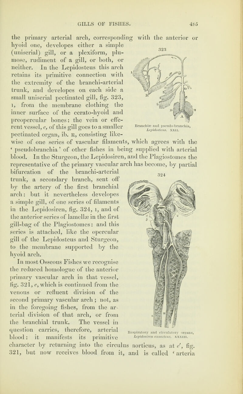 323 Branchiae and pseudo-branchia, Lepidosteus. xxn. 324 the primary arterial arch, corresponding with the anterior or hyoid one, developes either a simple (uniserial) gill, or a plexiform, plu¬ mose, rudiment of a gill, or both, or neither. In the Lepidosteus this arch retains its primitive connection with the extremity of the branchi-arterial trunk, and developes on each side a small uniserial pectinated gill, fig. 323, i, from the membrane clothing the inner surface of the cerato-hyoid and preopercular bones: the vein or effe¬ rent vessel, e, of this gill goes to a smaller pectinated organ, ib. K, consisting like¬ wise of one series of vascular filaments, which agrees with the 4 pseudobranchia ’ of other fishes in being supplied with arterial blood. In the Sturgeon, the Lepidosiren, and the Plagiostomes the representative of the primary vascular arch has become, by partial bifurcation of the branchi-arterial trunk, a secondary branch, sent off by the artery of the first branchial arch: but it nevertheless developes a simple gill, of one series of filaments in the Lepidosiren, fig. 324, l, and of the anterior series of lamelke in the first gill-bag of the Plagiostomes: and this series is attached, like the opercular gill of the Lepidosteus and Sturgeon, to the membrane supported by the hyoid arch. In most Osseous Fishes we recognise the reduced homologue of the anterior primary vascular arch in that vessel, fig. 321, e, which is continued from the venous or refluent division of the second primary vascular arch ; not, as in the foregoing* fishes, from the ar terial division of that arch, or from the branchial trunk. The vessel in question carries, therefore, arterial blood: it manifests its primitive character by returning into the circulus aorticus, as at <?', fig. 321, but now receives blood from it, and is called f arteria Respiratory and circulatory organs, Lepidosiren annectens. xxxm.