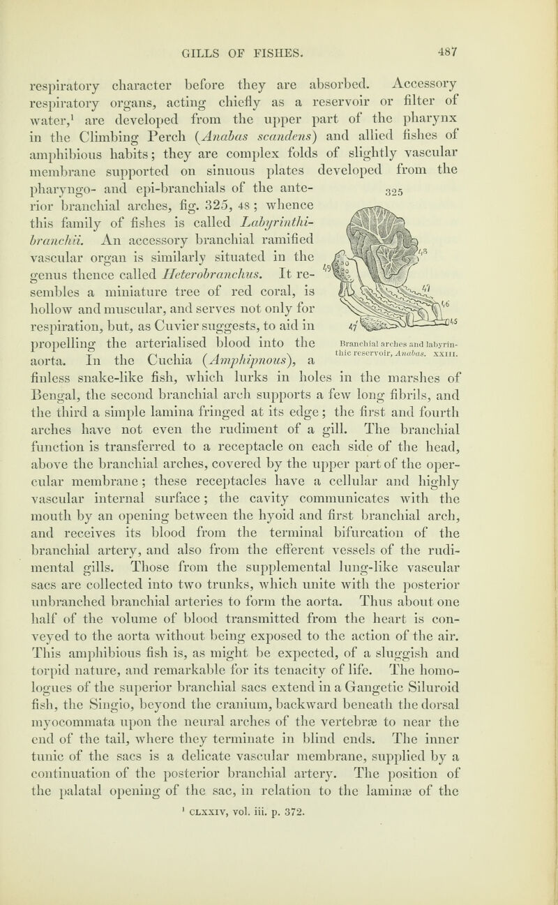respiratory character before they are absorbed. Accessory respiratory organs, acting chiefly as a reservoir or filter of water,1 are developed from the upper part of the pharynx in the Climbing Perch (Anabas scandens) and allied fishes of amphibious habits; they are complex folds of slightly vascular membrane supported on sinuous plates developed from the pharyngo- and epi-branchials of the ante¬ rior branchial arches, fig. 325, 48 ; whence this family of fishes is called Labyrinthi- branchii. An accessory branchial ramified vascular organ is similarly situated in the genus thence called Heterobranchus. It re- sembles a miniature tree of red coral, is hollow and muscular, and serves not only for respiration, but, as Cuvier suggests, to aid in 47 propelling the arterialised blood into the Branchial arches and labyrin- t i • / a 7 • \ thic reservoir, Anabas. xxm. aorta. In the Cuchia (.Amplnpnous), a Unless snake-like fish, which lurks in holes in the marshes of Bengal, the second branchial arch supports a few long fibrils, and the third a simple lamina fringed at its edge; the first and fourth arches have not even the rudiment of a gill. The branchial function is transferred to a receptacle on each side of the head, above the branchial arches, covered by the upper part of the oper¬ cular membrane; these receptacles have a cellular and highly vascular internal surface; the cavity communicates with the mouth by an opening between the hyoid and first branchial arch, and receives its blood from the terminal bifurcation of the branchial artery, and also from the efferent vessels of the rudi- mental gills. Those from the supplemental lung-like vascular sacs are collected into two trunks, which unite with the posterior unbranched branchial arteries to form the aorta. Thus about one half of the volume of blood transmitted from the heart is con¬ veyed to the aorta without being exposed to the action of the air. This amphibious fish is, as might be expected, of a sluggish and torpid nature, and remarkable for its tenacity of life. The homo- logues of the superior branchial sacs extend in a Gangetic Siluroid fish, the Singio, beyond the cranium, backward beneath the dorsal myocommata upon the neural arches of the vertebra to near the end of the tail, where they terminate in blind ends. The inner tunic of the sacs is a delicate vascular membrane, supplied by a continuation of the posterior branchial artery. The position of the palatal opening of the sac, in relation to the lamina3 of the