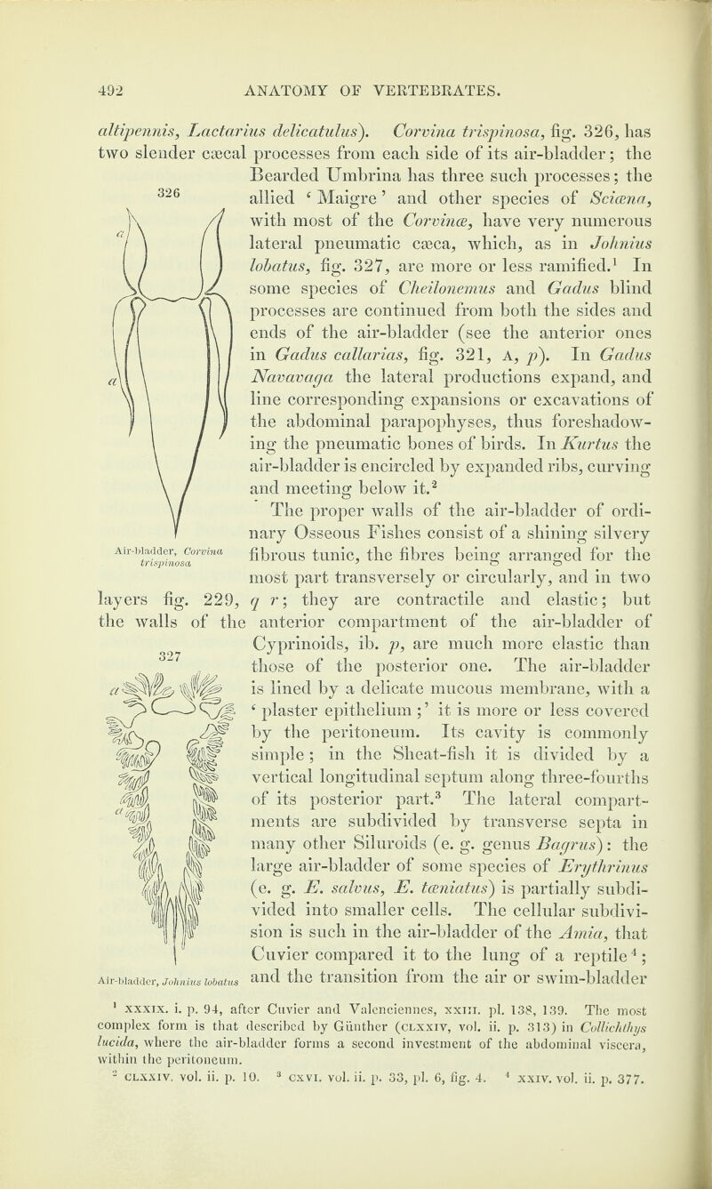 326 altipennis, Lactarius delicatulus). Corvina trispinosa, fig. 326, has two slender caecal processes from each side of its air-bladder; the Bearded Umbrina has three such processes; the allied f Maigre ’ and other species of Scicena, with most of the CorvincB, have very numerous lateral pneumatic caeca, which, as in Johnius lobatus, fig. 327, are more or less ramified.1 In some species of Cheilonemus and Gadus blind processes are continued from both the sides and ends of the air-bladder (see the anterior ones in Gadus callarias, fig. 321, A, y>). In Gadus Navavaga the lateral productions expand, and line corresponding expansions or excavations of the abdominal parapophyses, thus foreshadow¬ ing the pneumatic bones of birds. In Kurtus the air-bladder is encircled by expanded ribs, curving and meeting below it.2 The proper walls of the air-bladder of ordi¬ nary Osseous Fishes consist of a shining silvery fibrous tunic, the fibres being arranged for the most part transversely or circularly, and in two 229, q r; they are contractile and elastic; but of the anterior compartment of the air-bladder of Cyprinoids, ib. p, are much more elastic than those of the posterior one. The air-bladder is lined by a delicate mucous membrane, with a ‘ plaster epithelium ; ’ it is more or less covered by the peritoneum. Its cavity is commonly simple ; in the Sheat-fish it is divided by a vertical longitudinal septum along three-fourths of its posterior part.3 The lateral compart¬ ments are subdivided by transverse septa in many other Siluroids (e. g. genus Bagrus): the large air-bladder of some species of Erythrinus (e. g. E. salvus, E. tceniatus) is partially subdi¬ vided into smaller cells. The cellular subdivi¬ sion is such in the air-bladder of the Amia, that Cuvier compared it to the lung of a reptile 4; Air-bladder, johnms lobatus and the transition from the air or swim-bladder Air-bladder, Corvina trispinosa layers the walls fig. o 327 1 xxxix. i. p. 94, after Cuvier and Valenciennes, xxm. pi. 138, 139. The most complex form is that described by Gunther (clxxiv, vol. ii. p. 313) in Collichthys lucida, where the air-bladder forms a second investment of the abdominal viscera, within the peritoneum. 2 clxxiv. vol. ii. p. 10. 3 cxvi. vol. ii. p. 33, pi. 6, fig. 4. 4 xxiv. vol. ii. p. 377.