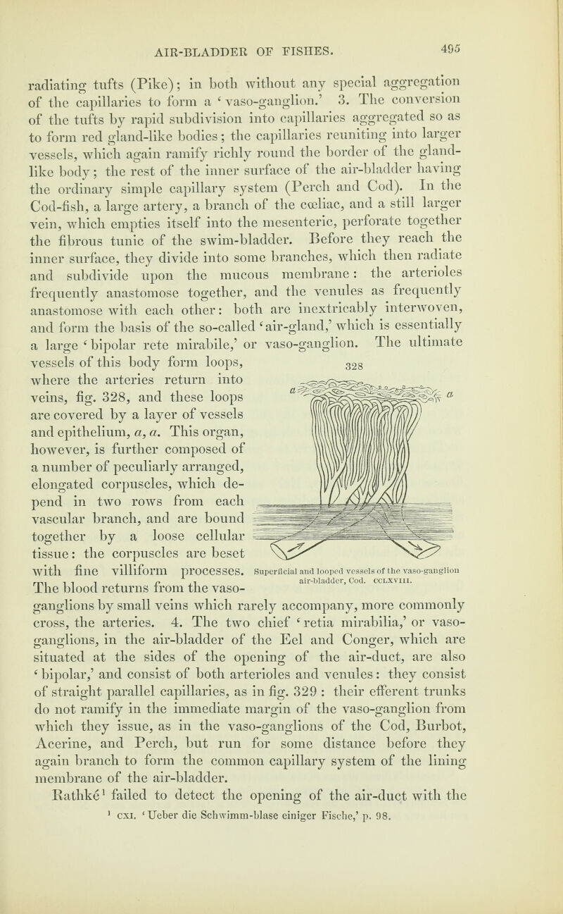 radiating tufts (Pike); in both without any special aggregation of the capillaries to form a 4 vaso-ganglion.’ 3. The conversion of the tufts by rapid subdivision into capillaries aggregated so as to form red gland-like bodies; the capillaries reuniting into larger vessels, which again ramify richly round the border of the gland¬ like body; the rest of the inner surface of the air-bladder having the ordinary simple capillary system (Perch and Cod). In the Cod-fish, a large artery, a branch of the coeliac, and a still larger vein, which empties itself into the mesenteric, perforate together the fibrous tunic of the swim-bladder. Before they reach the inner surface, they divide into some branches, which then radiate and subdivide upon the mucous membrane: the arterioles frequently anastomose together, and the venules as frequently anastomose with each other: both are inextricably interwoven, and form the basis of the so-called tf air-gland,’ which is essentially a large tf bipolar rete mirabile,’ or vaso-ganglion. The ultimate 328 vessels of this body form loops, where the arteries return into veins, fig. 328, and these loops are covered by a layer of vessels and epithelium, «, a. This organ, however, is further composed of a number of peculiarly arranged, elongated corpuscles, which de¬ pend in two rows from each vascular branch, and are bound together by a loose cellular tissue: the corpuscles are beset with fine villiform processes. The blood returns from the vaso- ganglions by small veins which rarely accompany, more commonly cross, the arteries. 4. The two chief fretia mirabilia,’ or vaso- ganglions, in the air-bladder of the Eel and Conger, which are situated at the sides of the opening of the air-duct, are also f bipolar,’ and consist of both arterioles and venules: they consist of straight parallel capillaries, as in fig. 329 : their efferent trunks do not ramify in the immediate margin of the vaso-ganglion from which they issue, as in the vaso-ganglions of the Cod, Burbot, Acerine, and Perch, but run for some distance before they again branch to form the common capillary system of the lining membrane of the air-bladder. Bathke1 failed to detect the opening of the air-duct with the Superficial and looped vessels of the vaso-ganglion air-bladder. Cod. cclxviii. 1 cxi. ‘Ueber die Schwimm-blase einiger Fische,’ p. 98.