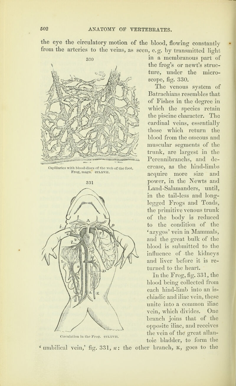 the eye the circulatory motion of the blood, flowing constantly from the arteries to the veins, as seen, e. g. by transmitted light a membranous part of Capillaries with blood-discs of the web of the foot. Frog, magn.' cclxyii. 331 330 the frog’s or newt’s struc¬ ture, under the micro¬ scope, fig. 330. The venous system of Batrachians resembles that of Fishes in the degree in which the species retain the piscine character. The cardinal veins, essentially those which return the blood from the osseous and muscular segments of the trunk, are largest in the Perennibranchs, and de¬ crease, as the hind-limbs acquire more size and power, in the Newts and Land-Salamanders, until, in the tail-less and long- legged Frogs and Toads, the primitive venous trunk of the body is reduced to the condition of the f azygos’ vein in Mammals, and the great bulk of the blood is submitted to the influence of the kidneys and liver before it is re¬ turned to the heart. In the Frog, fig. 331, the blood being collected from each hind-limb into an is¬ chiadic and iliac vein, these unite into a common iliac vein, which divides. One branch joins that of the opposite iliac, and receives the vein of the great allan¬ toic bladder, to form the f umbilical vein,’ fig. 331, u: the other branch, K, goes to the