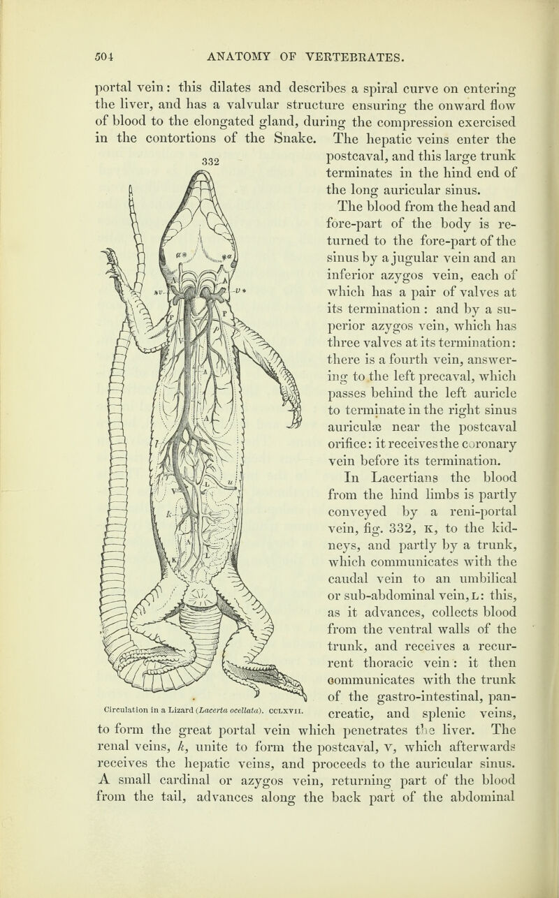 332 portal vein: this dilates and describes a spiral curve on entering the liver, and has a valvular structure ensuring the onward flow of blood to the elongated gland, during the compression exercised in the contortions of the Snake. The hepatic veins enter the postcaval, and this large trunk terminates in the hind end of the long auricular sinus. The blood from the head and fore-part of the body is re¬ turned to the fore-part of the sinus by a jugular vein and an inferior azygos vein, each of which has a pair of valves at its termination : and by a su¬ perior azygos vein, which has three valves at its termination: there is a fourth vein, answer¬ ing to the left precaval, which passes behind the left auricle to terminate in the right sinus auriculas near the postcaval orifice: it receives the coronary vein before its termination. In Lacertians the blood from the hind limbs is partly conveyed by a reni-portal vein, fig. 332, K, to the kid¬ neys, and partly by a trunk, which communicates with the caudal vein to an umbilical or sub-abdominal vein,L: this, as it advances, collects blood from the ventral walls of the trunk, and receives a recur¬ rent thoracic vein: it then communicates with the trunk of the gastro-intestinal, pan¬ creatic, and splenic veins, to form the great portal vein which penetrates the liver. The renal veins, k, unite to form the postcaval, V, which afterwards receives the hepatic veins, and proceeds to the auricular sinus. A small cardinal or azygos vein, returning part of the blood from the tail, advances along the back part of the abdominal Circulation in a Lizard (Lacerta ocellata). cclxvii.