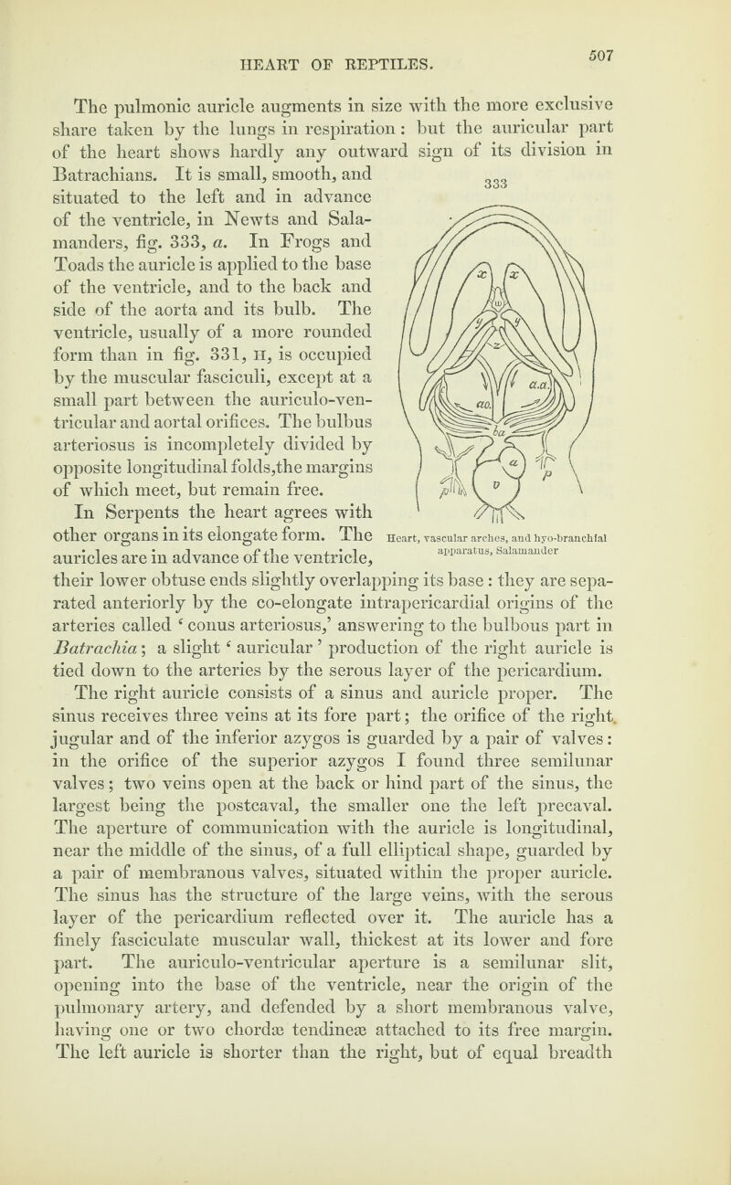 333 Heart, vascular arches, and hyo-hranchlal apparatus, Salamander The pulmonic auricle augments in size with the more exclusive share taken by the lungs in respiration: but the auricular part of the heart shows hardly any outward sign of its division in Batrachians. It is small, smooth, and situated to the left and in advance of the ventricle, in Newts and Sala¬ manders, fig. 333, a. In Frogs and Toads the auricle is applied to the base of the ventricle, and to the back and side of the aorta and its bulb. The ventricle, usually of a more rounded form than in fig. 331, H, is occupied by the muscular fasciculi, except at a small part between the auriculo-ven- tricular and aortal orifices. The bulbus arteriosus is incompletely divided by opposite longitudinal folds,the margins of which meet, but remain free. In Serpents the heart agrees with other organs in its elongate form. The auricles are in advance of the ventricle, their lower obtuse ends slightly overlapping its base : they are sepa¬ rated anteriorly by the co-elongate intrapericardial origins of the arteries called f conus arteriosus,’ answering to the bulbous part in Batrachia; a slight tf auricular ’ production of the right auricle is tied down to the arteries by the serous layer of the pericardium. The right auricle consists of a sinus and auricle proper. The sinus receives three veins at its fore part; the orifice of the right, jugular and of the inferior azygos is guarded by a pair of valves: in the orifice of the superior azygos I found three semilunar valves; two veins open at the back or hind part of the sinus, the largest being the postcaval, the smaller one the left precaval. The aperture of communication with the auricle is longitudinal, near the middle of the sinus, of a full elliptical shape, guarded by a pair of membranous valves, situated within the proper auricle. The sinus has the structure of the large veins, with the serous layer of the pericardium reflected over it. The auricle has a finely fasciculate muscular wall, thickest at its lower and fore part. The auriculo-ventricular aperture is a semilunar slit, opening into the base of the ventricle, near the origin of the pulmonary artery, and defended by a short membranous valve, having one or two chordse tendinege attached to its free margin. The left auricle is shorter than the right, but of equal breadth