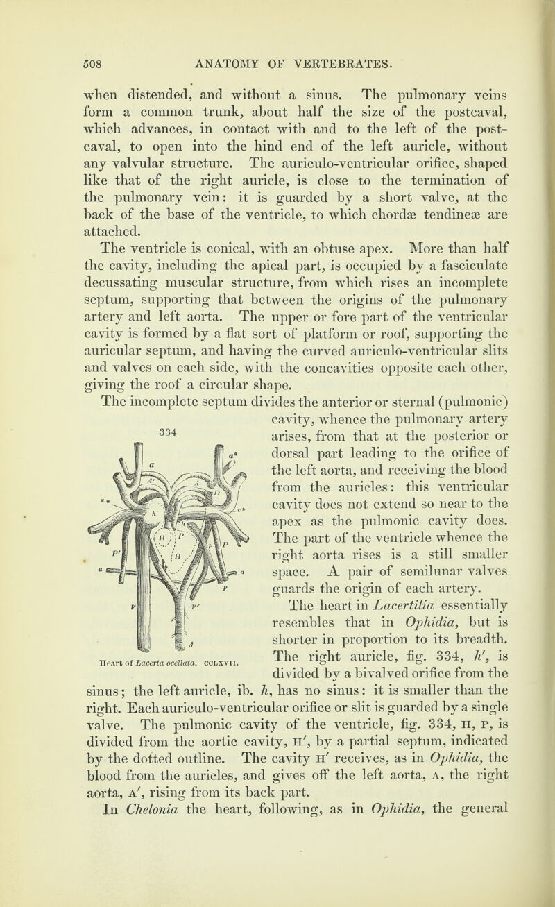 when distended, and without a sinus. The pulmonary veins form a common trunk, about half the size of the postcaval, which advances, in contact with and to the left of the post¬ caval, to open into the hind end of the left auricle, without any valvular structure. The auriculo-ventricular orifice, shaped like that of the right auricle, is close to the termination of the pulmonary vein: it is guarded by a short valve, at the back of the base of the ventricle, to which chordae tendinece are attached. The ventricle is conical, with an obtuse apex. More than half the cavity, including the apical part, is occupied by a fasciculate decussating muscular structure, from which rises an incomplete septum, supporting that between the origins of the pulmonary artery and left aorta. The upper or fore part of the ventricular cavity is formed by a flat sort of platform or roof, supporting the auricular septum, and having the curved auriculo-ventricular slits and valves on each side, with the concavities opposite each other, giving the roof a circular shape. The incomplete septum divides the anterior or sternal (pulmonic) cavity, whence the pulmonary artery arises, from that at the posterior or dorsal part leading to the orifice of the left aorta, and receiving the blood from the auricles: this ventricular cavity does not extend so near to the apex as the pulmonic cavity does. The part of the ventricle whence the right aorta rises is a still smaller space. A pair of semilunar valves guards the origin of each artery. The heart in Lacertilia essentially resembles that in Ophidia, but is shorter in proportion to its breadth. The right auricle, fig. 334, h', is divided by a bivalved orifice from the sinus; the left auricle, ib. h, has no sinus: it is smaller than the right. Each auriculo-ventricular orifice or slit is guarded by a single valve. The pulmonic cavity of the ventricle, fig. 334, H, p, is divided from the aortic cavity, h', by a partial septum, indicated by the dotted outline. The cavity h' receives, as in Ophidia, the blood from the auricles, and gives off the left aorta, A, the right aorta, a', rising from its back part. In Chelonia the heart, following, as in Ojihidia, the general 334 Heart of Lacerta ocellata. cclxvii.