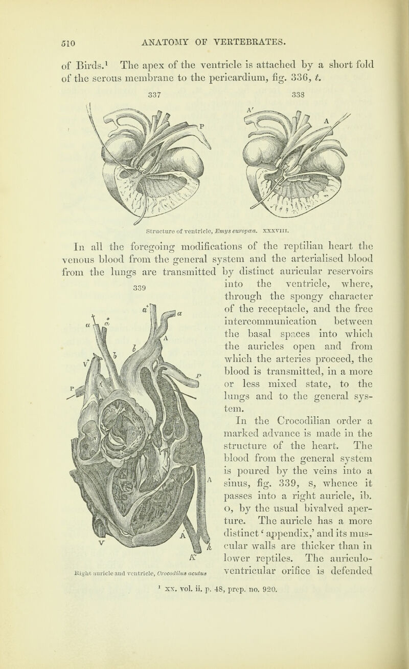 of Birds.1 The apex of the ventricle is attached by a short fold of the serous membrane to the pericardium, fig. 336, t. 337 338 Structure of ventricle, Emys europcea. xxxviii. In all the foregoing modifications of the reptilian heart the venous blood from the general system and the arterialised blood from the lungs are transmitted 339 A* Right auricle and ventricle, Orocodilua acutua by distinct auricular reservoirs into the ventricle, where, through the spongy character of the receptacle, and the free intercommunication between the basal spaces into which the auricles open and from which the arteries proceed, the blood is transmitted, in a more or less mixed state, to the lungs and to the general sys¬ tem. In the Crocodilian order a marked advance is made in the structure of the heart. The blood from the general system is poured by the veins into a sinus, fig. 339, s, whence it passes into a right auricle, ib. o, by the usual bivalved aper¬ ture. The auricle has a more distinctf appendix,’ and its mus¬ cular walls are thicker than in lower reptiles. The auriculo- ventricular orifice is defended XX, vol. ii. p. 48, prep. no. 920.