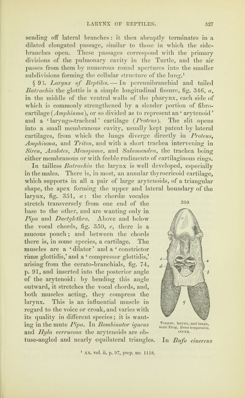 sending off lateral branches : it then abruptly terminates in a dilated elongated passage, similar to those in which the side- branches open. These passages correspond with the primary divisions of the pulmonary cavity in the Turtle, and the air passes from them by numerous round apertures into the smaller subdivisions forming the cellular structure of the lung.1 § 9 3. Larynx of Reptiles. — In perennibranchial and tailed Batrachia the glottis is a simple longitudinal fissure, fig. 346, a, in the middle of the ventral walls of the pharynx, each side of which is commonly strengthened by a slender portion of fibro- cartilage {Amphiuma), or so divided as to represent an4 arytenoid ’ and a 4 laryngo-tracheal ’ cartilage {Proteus'). The slit opens into a small membranous cavity, usually kept patent by lateral cartilages, from which the lungs diverge directly in Proteus, Amphiuma, and Triton, and with a short trachea intervening in Siren, Axolotes, Menopoma, and Salamandra, the trachea being either membranous or with feeble rudiments of cartilaginous rings. In tailless Batrachia the larynx is well developed, especially in the males. There is, in most, an annular thyrocricoid cartilage, which supports in all a pair of large arytenoids, of a triangular shape, the apex forming the upper and lateral boundary of the larynx, fig. 351, a: the chordae vocales stretch transversely from one end of the base to the other, and are wanting only in Pipa and Dactylethra. Above and below the vocal chords, fig. 350, c, there is a mucous pouch; and between the chords there is, in some species, a cartilage. The muscles are a cdilator’ and a constrictor rimae glottidis,’ and a f compressor glottidis,’ arising from the cerato-branchials, fig. 74, p. 91, and inserted into the posterior angle of the arytenoid: by bending this angle outward, it stretches the vocal chords, and, both muscles acting, they compress the larynx. This is an influential muscle in regard to the voice or croak, and varies with its quality in different species; it is want¬ ing in the mute Pipa. In Bornbinator igneus and Hyla verrucosa the arytenoids are ob¬ tuse-angled and nearly equilateral triangles. In Bufo cinereus 350 Tongue, larynx, and lungs, male Frog, liana temporaria. cccxx.