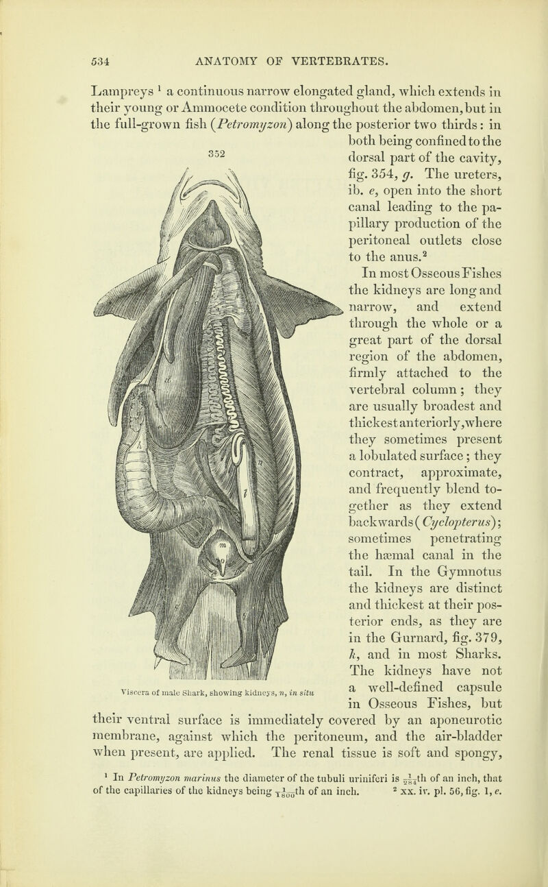 352 Lampreys 1 a continuous narrow elongated gland, which extends in their young or Ammocete condition throughout the abdomen, but in the full-grown fish (Petromyzon) along the posterior two thirds: in both being confined to the dorsal part of the cavity, fig. 354, g. The ureters, ib. e, open into the short canal leading to the pa¬ pillary production of the peritoneal outlets close to the anus.2 In most Osseous Fishes the kidneys are long and narrow, and extend through the whole or a great part of the dorsal region of the abdomen, firmly attached to the vertebral column; they are usually broadest and thickest anteriorly,where they sometimes present a lobulated surface; they contract, approximate, and frequently blend to¬ gether as they extend backwards ( Cyclo'pterus); sometimes penetrating the haemal canal in the tail. In the Gymnotus the kidneys are distinct and thickest at their pos¬ terior ends, as they are in the Gurnard, fig. 379, k, and in most Sharks. The kidneys have not a well-defined capsule in Osseous Fishes, but their ventral surface is immediately covered by an aponeurotic membrane, against which the peritoneum, and the air-bladder when present, are applied. The renal tissue is soft and spongy. Viscera of male Shark, showing kidneys, n, in situ 1 In Petromyzon marinus the diameter of the tubuli uriniferi is 5|3th of an inch, that of the capillaries of the kidneys being yl^th of an inch. 2 xx. iv. pi. 56, fig. 1, e.