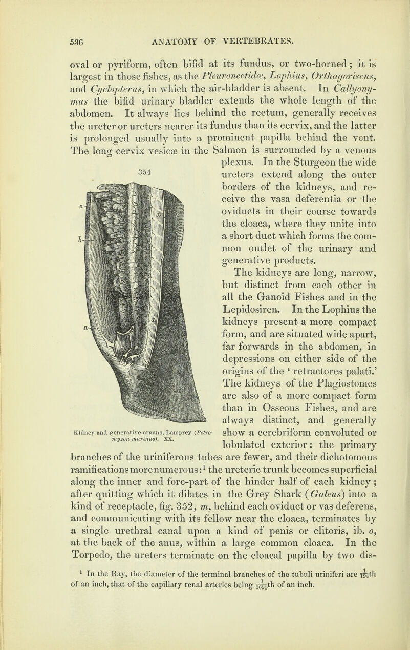 oval or pyriform, often bifid at its fundus, or two-horned; it is largest in those fishes, as the Pleuronectidce, LgjiMus, Orthagoriscus, and Cyclopterus, in which the air-bladder is absent. In dally ony- mus the bifid urinary bladder extends the whole length of the abdomen. It always lies behind the rectum, generally receives the ureter or ureters nearer its fundus than its cervix, and the latter is prolonged usually into a prominent papilla behind the vent. The long cervix vesicm in the Salmon is surrounded by a venous plexus. In the Sturgeon the wide ureters extend along the outer borders of the kidneys, and re¬ ceive the vasa deferentia or the oviducts in their course towards the cloaca, where they unite into a short duct which forms the com¬ mon outlet of the urinary and generative products. 354 The kidneys are long, narrow, but distinct from each other in all the Ganoid Fishes and in the Lepidosiren. In the Lophius the kidneys present a more compact form, and are situated wide apart, far forwards in the abdomen, in depressions on either side of the origins of the e retractores palati.’ The kidneys of the Plagiostomes are also of a more compact form than in Osseous Fishes, and are always distinct, and generally Kidney and generative organs. Lamprey (Petro- ghoW a Cerebriform Convoluted 01' myzon marinus). xx. i i i l • l lobulated exterior: the primary branches of the uriniferous tubes are fewer, and their dichotomous ramifications more numerous:1 the ureteric trunk becomes superficial along the inner and fore-part of the hinder half of each kidney ; after quitting which it dilates in the Grey Shark (Galeus) into a kind of receptacle, fig. 352, m, behind each oviduct or vas deferens, and communicating with its fellow near the cloaca, terminates by a single urethral canal upon a kind of penis or clitoris, ib. o, at the back of the anus, within a large common cloaca. In the Torpedo, the ureters terminate on the cloacal papilla by two dis- 1 In the Ray, the diameter of the terminal branches of the tubuli uriniferi are TTdh of an inch, that of the capillary renal arteries being y^th of an inch.