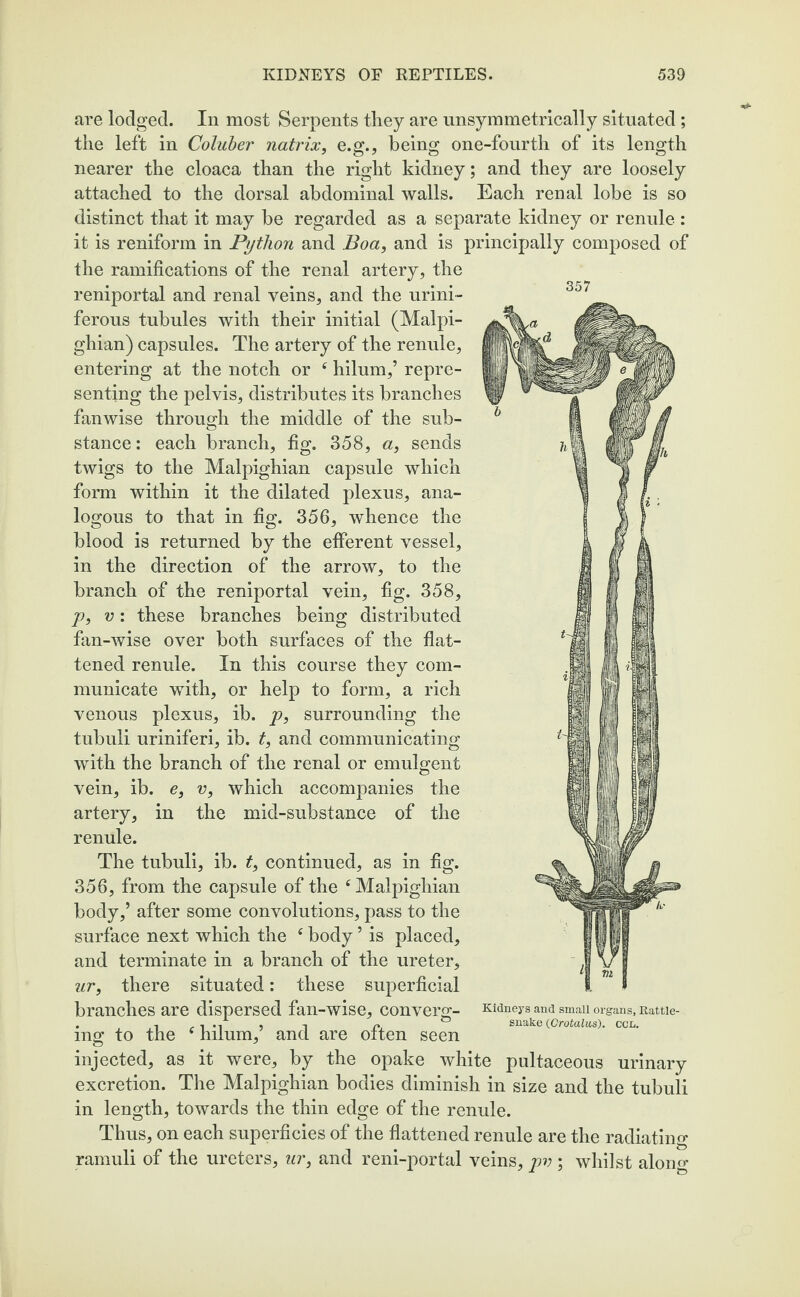 357 are lodged. In most Serpents they are unsymmetrically situated ; the left in Coluber natrix, e.g., being one-fourth of its length nearer the cloaca than the right kidney; and they are loosely attached to the dorsal abdominal walls. Each renal lobe is so distinct that it may be regarded as a separate kidney or renule : it is reniform in Python and Boa, and is principally composed of the ramifications of the renal artery, the reniportal and renal veins, and the urini- ferous tubules with their initial (Malpi¬ ghian) capsules. The artery of the renule, entering at the notch or e hilum,’ repre¬ senting the pelvis, distributes its branches fanwise through the middle of the sub¬ stance: each branch, fig. 358, a, sends twigs to the Malpighian capsule which form within it the dilated plexus, ana¬ logous to that in fig. 356, whence the blood is returned by the efferent vessel, in the direction of the arrow, to the branch of the reniportal vein, fig. 358, p, v: these branches being distributed fan-wise over both surfaces of the flat¬ tened renule. In this course they com¬ municate with, or help to form, a rich surrounding the venous plexus, ib. p, tubuli uriniferi, ib. t, and communicating with the branch of the renal or emulgent v, which accompanies the mid-substance of the the vein, ib. e artery, in renule. The tubuli, ib. t, continued, as in fig. 356, from the capsule of the f Malpighian body,’ after some convolutions, pass to the surface next which the c body ’ is placed, and terminate in a branch of the ureter, ur, there situated: these superficial branches are dispersed fan-wise, converg- e ing to the hilum,’ and are often seen Kidneys and small organs. Rattle¬ snake (Crotalus). ccn. injected, as it were, by the opake white pultaceous urinary excretion. The Malpighian bodies diminish in size and the tubuli in length, towards the thin edge of the renule. Thus, on each superficies of the flattened renule are the radiatin ramuli of the ureters, ur, and reni-portal veins, pv ; whilst alon to tn