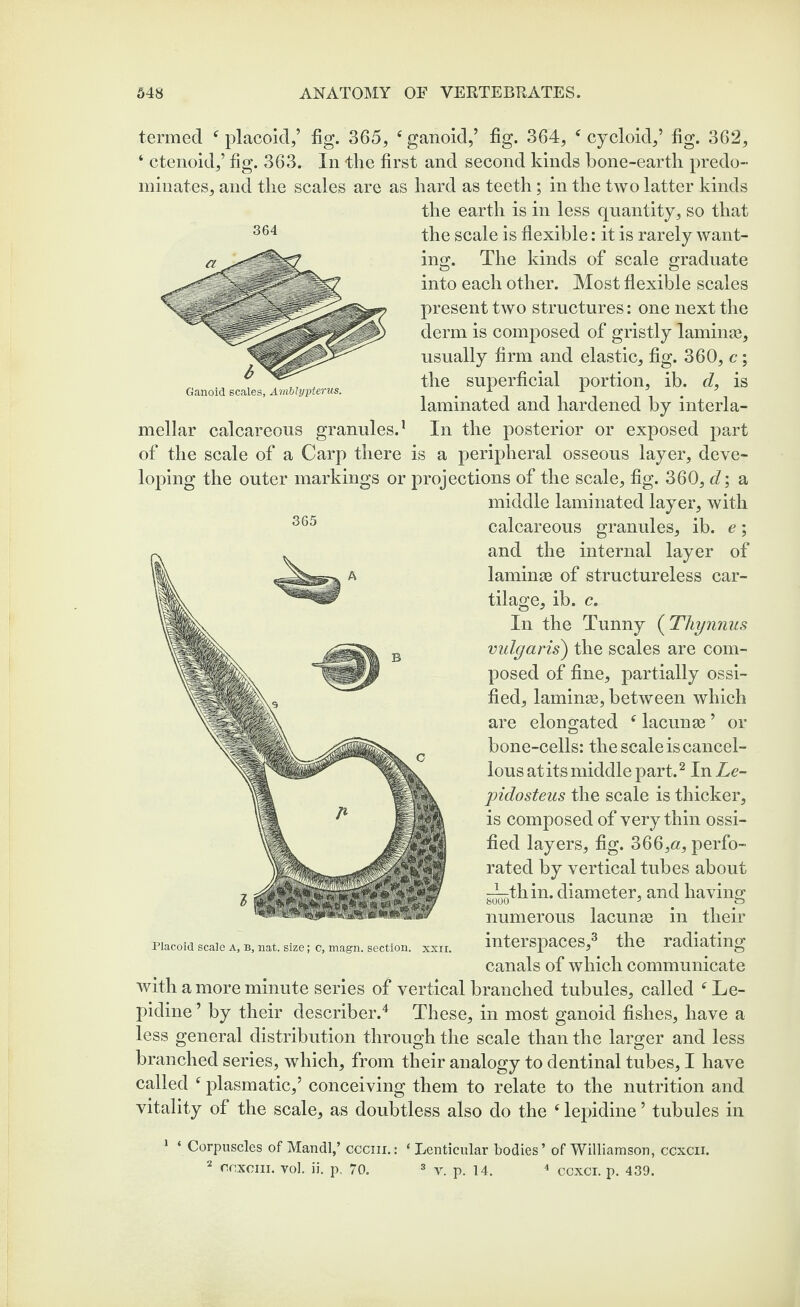 termed f placoid,’ fig. 365, ‘ ganoid,’ fig. 364, f cycloid,’ fig. 362, ‘ ctenoid,’ fig. 363. In the first and second kinds bone-earth predo¬ minates, and the scales are as hard as teeth; in the two latter kinds the earth is in less quantity, so that the scale is flexible: it is rarely want¬ ing. The kinds of scale graduate into each other. Most flexible scales present two structures: one next the derm is composed of gristly laminte, usually firm and elastic, fig. 360, c; the superficial portion, ib. d, is laminated and hardened by interla- mellar calcareous granules.1 In the posterior or exposed part of the scale of a Carp there is a peripheral osseous layer, deve¬ loping the outer markings or projections of the scale, fig. 360, d\ a middle laminated layer, with calcareous granules, ib. e; and the internal layer of laminae of structureless car¬ tilage, ib. c. In the Tunny (Thynnus vulgaris) the scales are com¬ posed of fine, partially ossi¬ fied, laminae, between which are elongated ‘ lacunae ’ or bone-cells: the scale is cancel¬ lous at its middle part.2 In Le- pidosteus the scale is thicker, is composed of very thin ossi¬ fied layers, fig. 366,a, perfo¬ rated by vertical tubes about g^th in. diameter, and having numerous lacunae in their interspaces,3 the radiating canals of which communicate with a more minute series of vertical branched tubules, called f Le- pidine ’ by their describer.4 These, in most ganoid fishes, have a less general distribution through the scale than the larger and less branched series, which, from their analogy to dentinal tubes, I have called f plasmatic,’ conceiving them to relate to the nutrition and vitality of the scale, as doubtless also do the s lepidine ’ tubules in 1 ‘ Corpuscles of Mandl,’ cccm.: * Lenticular bodies ’ of Williamson, ccxcii. 2 gcxoiii. yol. ii. p, 70. 3 v. p. 14. 4 ccxci. p. 439. 365 364 Ganoid scales, Amblypterus.