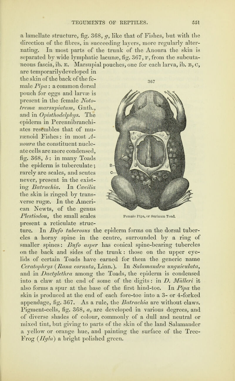 a lamellate structure, fig. 368, g, like that of Fishes, hut with the direction of the fibres, in succeeding layers, more regularly alter¬ nating. In most parts of the trunk of the Anoura the skin is separated by wide lymphatic lacunas, fig. 367, F, from the subcuta¬ neous fascia, ib. E. Marsujnal pouches, one for each larva, ib. B, c, are temporarilydeveloped in the skin of the back of the fe¬ male Pipa: a common dorsal pouch for eggs and larvas is present in the female Noto- trema marsupiatum, Gnth., and in Opisthodelphys. The epiderm in Perennibranchi- ates resembles that of mu- rasnoid Fishes: in most A- noura the constituent nucle¬ ate cells are more condensed, fig. 368, b: in many Toads the epiderm is tuberculate; rarely are scales, and scutes never, present in the exist¬ ing Batrachia. In Ccecilia the skin is ringed by trans¬ verse rugae. In the Ameri¬ can Newts, of the genus Plestiodon, the small scales present a reticulate struc¬ ture. In Bufo tuberosus the epiderm forms on the dorsal tuber¬ cles a horny spine in the centre, surrounded by a ring of smaller spines: Bufo asper has conical spine-bearing tubercles on the back and sides of the trunk : those on the upper eye¬ lids of certain Toads have earned for them the generic name Ceratophrys (Rana cornuta, Linn.). In Salamandra unguiculata, and in Dactyletlira among the Toads, the epiderm is condensed into a claw at the end of some of the digits : in D. Mulleri it also forms a spur at the base of the first hind-toe. In Pipa the skin is produced at the end of each fore-toe into a 3- or 4-forked appendage, fig. 367. As a rule, the Batrachia are without claws. Pigment-cells, fig. 368, a, are developed in various degrees, and of diverse shades of colour, commonly of a dull and neutral or mixed tint, but giving to parts of the skin of the land Salamander a yellow or orange hue, and painting the surface of the Tree- Frog (Hyla) a bright polished green. 367 Female Pipa, or Surinam Toad.