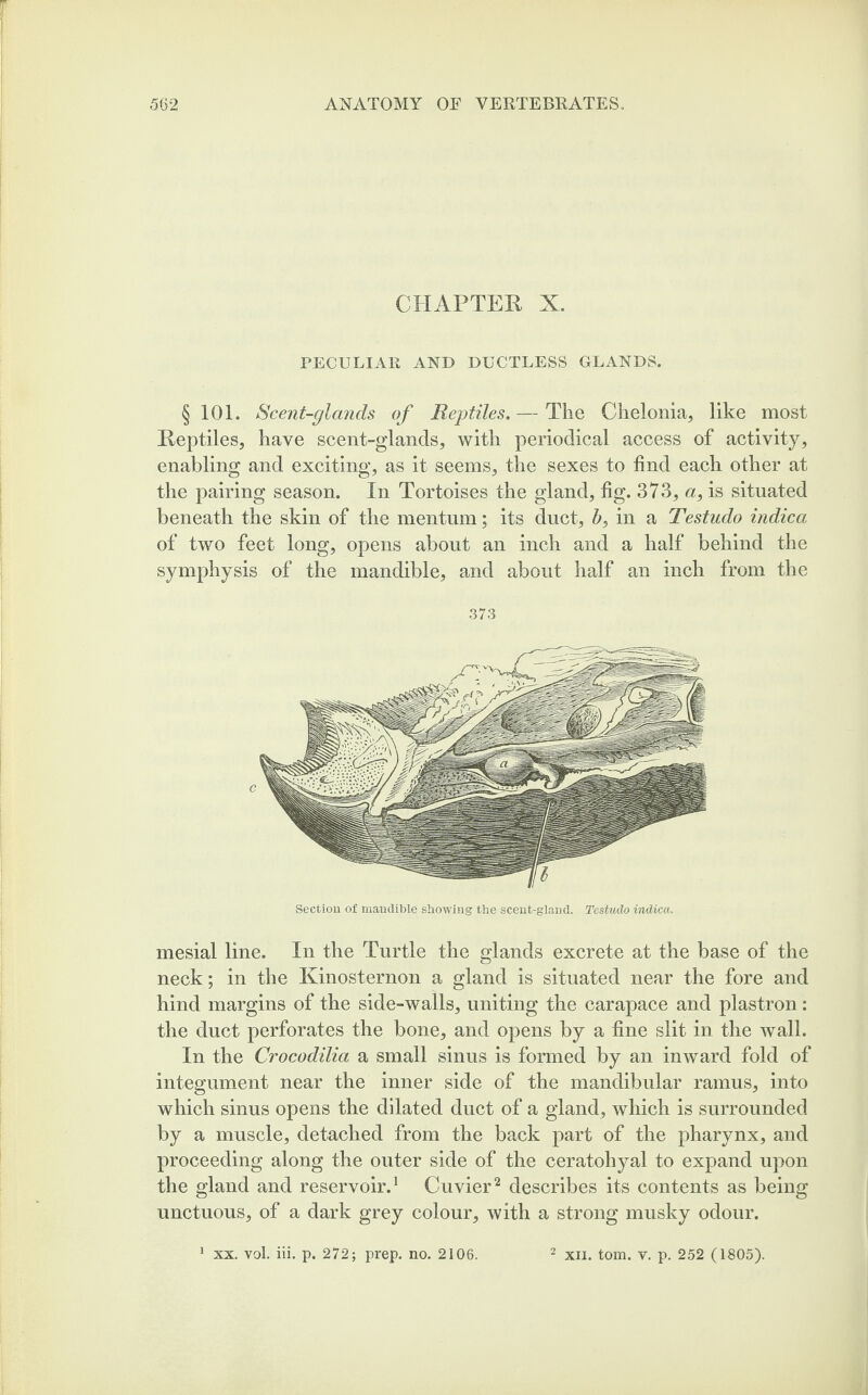 CHAPTER X. PECULIAR AND DUCTLESS GLANDS. § 101. Scent-glands of Reptiles. — The Chelonia, like most Reptiles, have scent-glands, with periodical access of activity, enabling and exciting, as it seems, the sexes to find each other at the pairing season. In Tortoises the gland, fig. 373, a, is situated beneath the skin of the mentuin; its duct, b, in a Testudo indica of two feet long, opens about an inch and a half behind the symphysis of the mandible, and about half an inch from the 373 Section of mandible showing the scent-gland. Testudo indica. mesial line. In the Turtle the glands excrete at the base of the neck; in the Kinosternon a gland is situated near the fore and hind margins of the side-walls, uniting the carapace and plastron: the duct perforates the bone, and opens by a fine slit in the wall. In the Crocodilia a small sinus is formed by an inward fold of integument near the inner side of the mandibular ramus, into which sinus opens the dilated duct of a gland, which is surrounded by a muscle, detached from the back part of the pharynx, and proceeding along the outer side of the ceratohyal to expand upon the gland and reservoir.1 Cuvier2 describes its contents as being unctuous, of a dark grey colour, with a strong musky odour.