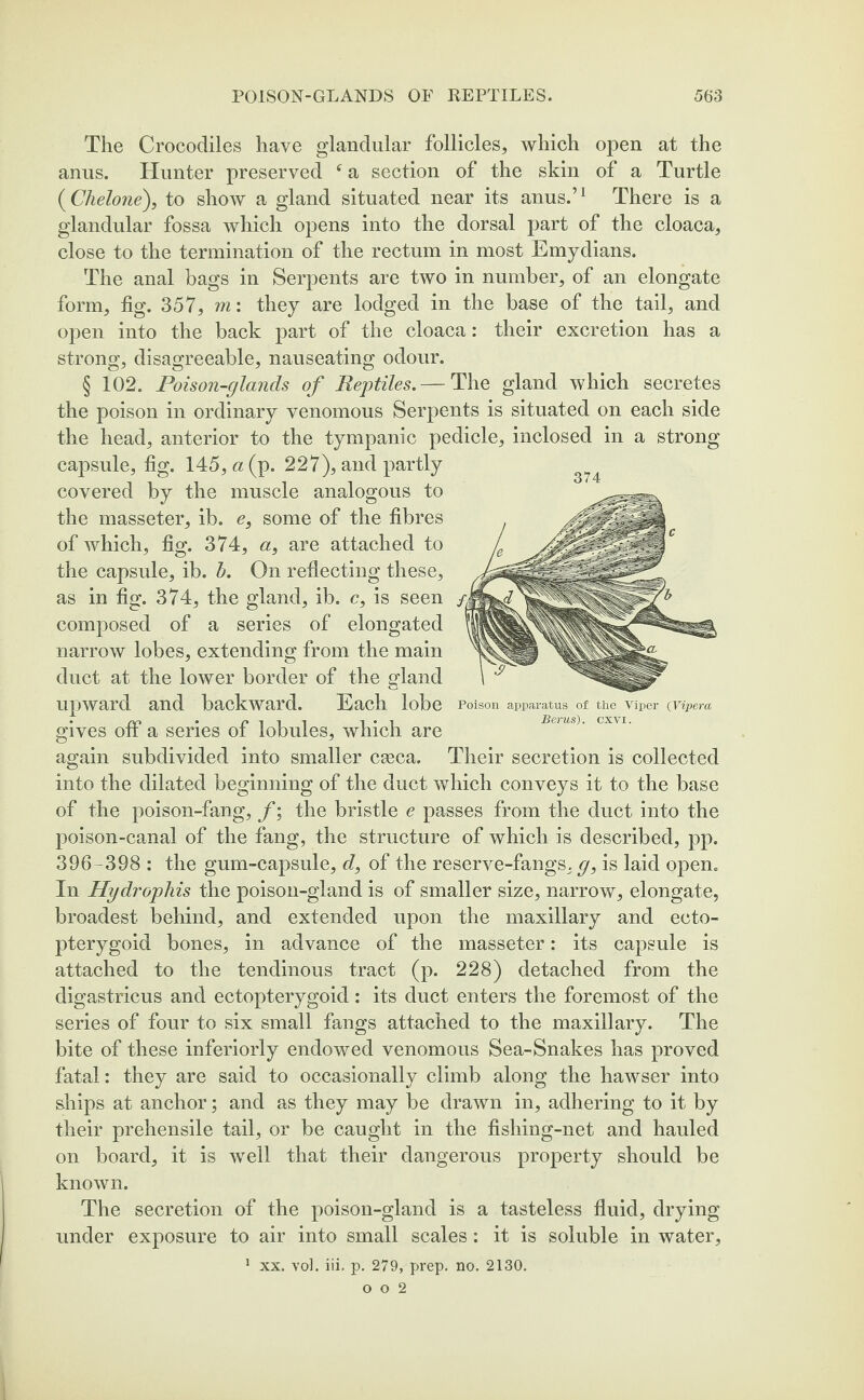The Crocodiles have glandular follicles, which open at the anus. Hunter preserved tf a section of the skin of a Turtle (Chelone), to show a gland situated near its anus.’1 There is a glandular fossa which opens into the dorsal part of the cloaca, close to the termination of the rectum in most Emydians. The anal bags in Serpents are two in number, of an elongate form, fig. 357, m: they are lodged in the base of the tail, and open into the back part of the cloaca: their excretion has a strong, disagreeable, nauseating odour. § 102. Poison-glands of Reptiles.— The gland which secretes the poison in ordinary venomous Serpents is situated on each side the head, anterior to the tympanic pedicle, inclosed in a strong capsule, fig. 145, a (p. 227), and partly covered by the muscle analogous to the masseter, ib. e, some of the fibres of which, fig. 374, a, are attached to the capsule, ib. b. On reflecting these, as in fig. 374, the gland, ib. c, is seen composed of a series of elongated narrow lobes, extending from the main duct at the lower border of the gland Upward and backward. Each lobe Poison apparatus of the Viper (Vipera . r i i i 1*1 Berus). cxvi. gives on a series ot lobules, winch are again subdivided into smaller cseca. Their secretion is collected into the dilated beginning of the duct which conveys it to the base of the poison-fang, f; the bristle e passes from the duct into the poison-canal of the fang, the structure of which is described, pp. 396-398 : the gum-capsule, d, of the reserve-fangs, g, is laid open. In Hydrophis the poison-gland is of smaller size, narrow, elongate, broadest behind, and extended upon the maxillary and ecto- pterygoid bones, in advance of the masseter: its capsule is attached to the tendinous tract (p. 228) detached from the digastricus and ectopterygoid: its duct enters the foremost of the series of four to six small fangs attached to the maxillary. The bite of these inferiorly endowed venomous Sea-Snakes has proved fatal: they are said to occasionally climb along the hawser into ships at anchor; and as they may be drawn in, adhering to it by their prehensile tail, or be caught in the fishing-net and hauled on board, it is well that their dangerous property should be known. The secretion of the poison-gland is a tasteless fluid, drying under exposure to air into small scales: it is soluble in water, o o 2 374