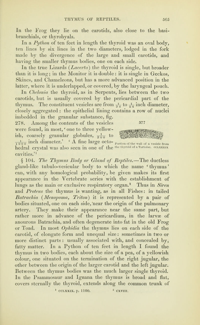 In the Frog they lie on the carotids, also close to the basi- branchials, or thyrohyals. In a Python of ten feet in length the thyroid was an oval body, ten lines by six lines in the two diameters, lodged in the fork made by the divergence of the large and small carotids, and having the smaller thymus bodies, one on each side. In the true Lizards (Lacerta) the thyroid is single, but broader than it is long; in the Monitor it is double : it is single in Geckos, Skincs, and Chameleons, but has a more advanced position in the latter, where it is underlapped, or covered, by the laryngeal pouch. In Chelonia the thyroid, as in Serpents, lies between the two carotids, but is usually covered by the pericardial part of the thymus. The constituent vesicles are from ^ to inch diameter, closely aggregated : the epithelial lining contains a row of nuclei imbedded in the granular substance, fig. 278. Among the contents of the vesicles were found, in most,f one to three yellow¬ ish, coarsely granular globules, to ToVo inch diameter.’ ‘ A fine large OCtO portion 0f the wall of a vesicle from hedral crystal was also seen in one of the «»e thyroid of a Tortoise. cclxxxix cavities.’1 377 § 104. The Thymus Body or Gland of Reptiles.—The ductless gland-like tubulo-vesicular body to which the name ‘ thymus ’ can, with any homological probability, be given makes its first appearance in the Vertebrate series with the establishment of lungs as the main or exclusive respiratory organ.2 Thus in Siren and Proteus the thymus is wanting, as in all Fishes: in tailed Batrachia (Menopoma, Triton) it is represented by a pair of bodies situated, one on each side, ‘near the origin of the pulmonary artery. They make their appearance near the same part, but rather more in advance of the pericardium, in the larvae of anourous Batrachia, and often degenerate into fat in the old Frog or Toad. In most Ophidia the thymus lies on each side of the carotid, of elongate form and unequal size: sometimes in two or more distinct parts : usually associated with, and concealed by, fatty matter. In a Python of ten feet in length I found the thymus in two bodies, each about the size of a pea, of a yellowish colour, one situated on the termination of the right jugular, the other between the origin of the larger carotid and the left jugular. Between the thymus bodies was the much larger single thyroid. In the Psammosaur and Iguana the thymus is broad and flat, covers sternally the thyroid, extends along the common trunk of 1 ccrxxix. p. lioo. 2 cxviii.