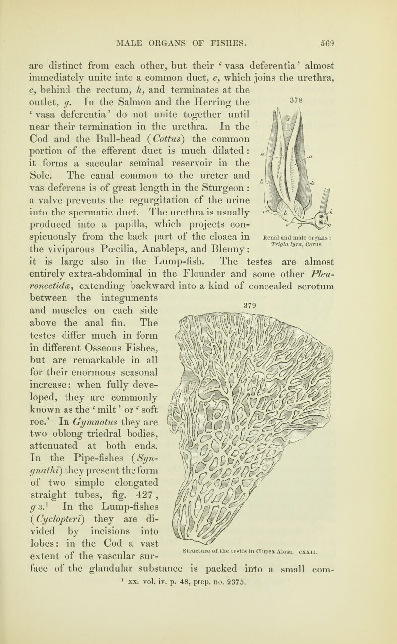 378 Renal and male organs : Trigla lyra, Carus 379 are distinct from each other, but their c vasa deferentia ’ almost immediately unite into a common duct, e, which joins the urethra, c, behind the rectum, li, and terminates at the outlet, g. In the Salmon and the Herring the ‘ vasa deferentia ’ do not unite together until near their termination in the urethra. In the Cod and the Bull-head (Cottus) the common portion of the efferent duct is much dilated : it forms a saccular seminal reservoir in the Sole. The canal common to the ureter and vas deferens is of great length in the Sturgeon : a valve prevents the regurgitation of the urine into the spermatic duct. The urethra is usually produced into a papilla, which projects con¬ spicuously from the back part of the cloaca in the viviparous Poecilia, Anableps, and Blenny: it is large also in the Lump-fish. The testes are almost entirely extra-abdominal in the Flounder and some other Pleu- ronectidce, extending backward into a kind of concealed scrotum between the integuments and muscles on each side above the anal fin. The testes differ much in form in different Osseous Fishes, but are remarkable in all for their enormous seasonal increase: when fully deve¬ loped, they are commonly known as the f milt ’ or ‘ soft roe.’ In Gymnotus they are two oblong triedral bodies, attenuated at both ends. In the Pipe-fishes (Syn- gnathi) they present the form of two simple elongated straight tubes, fig. 427, g 3.1 In the Lump-fishes (Cyclopteri) they are di¬ vided by incisions into lobes: in the Cod a vast extent of the vascular sur¬ face of the glandular substance is packed into a small corn- structure of the testis in Clupea Alosa. cxxu.