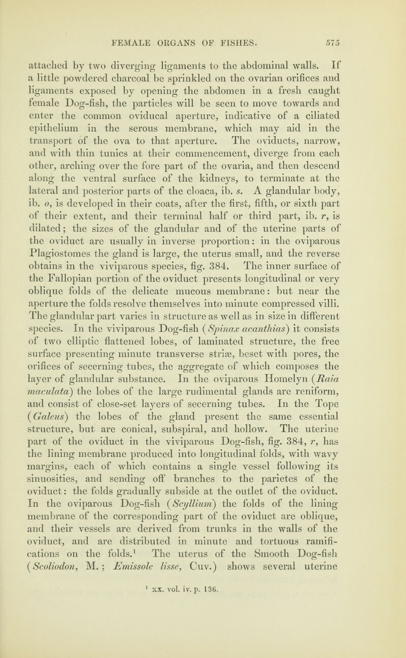 attached by two diverging ligaments to the abdominal walls. If a little powdered charcoal be sprinkled on the ovarian orifices and ligaments exposed by opening the abdomen in a fresh caught female Dog-fish, the particles will be seen to move towards and enter the common oviducal aperture, indicative of a ciliated epithelium in the serous membrane, which may aid in the transport of the ova to that aperture. The oviducts, narrow, and with thin tunics at their commencement, diverge from each other, arching over the fore part of the ovaria, and then descend along the ventral surface of the kidneys, to terminate at the lateral and posterior parts of the cloaca, ib. s. A glandular body, ib. o, is developed in their coats, after the first, fifth, or sixth part of their extent, and their terminal half or third part, ib. r, is dilated; the sizes of the glandular and of the uterine parts of the oviduct are usually in inverse proportion: in the oviparous Plagiostomes the gland is large, the uterus small, and the reverse obtains in the viviparous species, fig. 384. The inner surface of the Fallopian portion of the oviduct presents longitudinal or very oblique folds of the delicate mucous membrane: but near the aperture the folds resolve themselves into minute compressed villi. The glandular part varies in structure as well as in size in different species. In the viviparous Dog-fish ( Spinax acanthias) it consists of two elliptic flattened lobes, of laminated structure, the free surface presenting minute transverse striae, beset with pores, the orifices of secerning tubes, the aggregate of which composes the layer of glandular substance. In the oviparous Homelyn (Raia maculata) the lobes of the large rudimental glands are reniform, and consist of close-set layers of secerning tubes. In the Tope ('Galeus) the lobes of the gland present the same essential structure, but are conical, subspiral, and hollow. The uterine part of the oviduct in the viviparous Dog-fish, fig. 384, r, has the lining membrane produced into longitudinal folds, with wavy margins, each of which contains a single vessel following its sinuosities, and sending off branches to the parietes of the oviduct: the folds gradually subside at the outlet of the oviduct. In the oviparous Dog-fish (Scyllium) the folds of the lining membrane of the corresponding part of the oviduct are oblique, and their vessels are derived from trunks in the walls of the oviduct, and are distributed in minute and tortuous ramifi¬ cations on the folds.1 The uterus of the Smooth Dog-fish (.Scoliodon, M. ; Emissole lisse, Cuv.) shows several uterine 1 xx. vol. iv. p. 136.