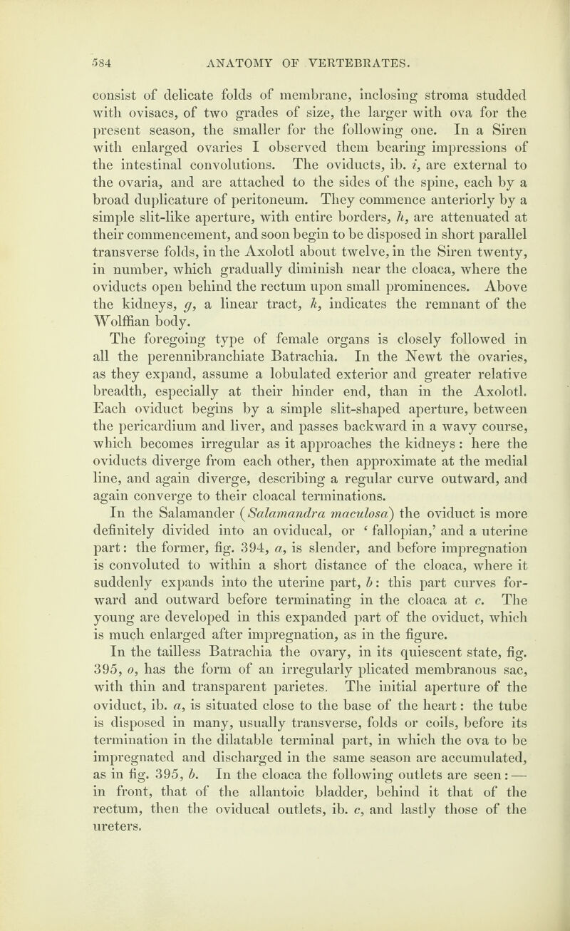 consist of delicate folds of membrane, inclosing stroma studded with ovisacs, of two grades of size, the larger with ova for the present season, the smaller for the following one. In a Siren with enlarged ovaries I observed them bearing impressions of the intestinal convolutions. The oviducts, ib. i, are external to the ovaria, and are attached to the sides of the spine, each by a broad duplicature of peritoneum. They commence anteriorly by a simple slit-like aperture, with entire borders, h, are attenuated at their commencement, and soon begin to be disposed in short parallel transverse folds, in the Axolotl about twelve, in the Siren twenty, in number, which gradually diminish near the cloaca, where the oviducts open behind the rectum upon small prominences. Above the kidneys, g, a linear tract, h, indicates the remnant of the Wolffian body. The foregoing type of female organs is closely followed in all the perennibranchiate Batrachia. In the Newt the ovaries, as they expand, assume a lobulated exterior and greater relative breadth, especially at their hinder end, than in the Axolotl. Each oviduct begins by a simple slit-shaped aperture, between the pericardium and liver, and passes backward in a wavy course, which becomes irregular as it approaches the kidneys: here the oviducts diverge from each other, then approximate at the medial line, and again diverge, describing a regular curve outward, and again converge to their cloacal terminations. In the Salamander (Salamandra maculosa) the oviduct is more definitely divided into an oviducal, or f fallopian,’ and a uterine part: the former, fig. 394, a, is slender, and before impregnation is convoluted to within a short distance of the cloaca, where it suddenly expands into the uterine part, b: this part curves for¬ ward and outward before terminating in the cloaca at c. The young are developed in this expanded part of the oviduct, which is much enlarged after impregnation, as in the figure. In the tailless Batrachia the ovary, in its quiescent state, fig. 395, o, has the form of an irregularly plicated membranous sac, with thin and transparent parietes. The initial aperture of the oviduct, ib. a, is situated close to the base of the heart: the tube is disposed in many, usually transverse, folds or coils, before its termination in the dilatable terminal part, in which the ova to be impregnated and discharged in the same season are accumulated, as in fig. 395, b. In the cloaca the following outlets are seen: — in front, that of the allantoic bladder, behind it that of the rectum, then the oviducal outlets, ib. c, and lastly those of the ureters.