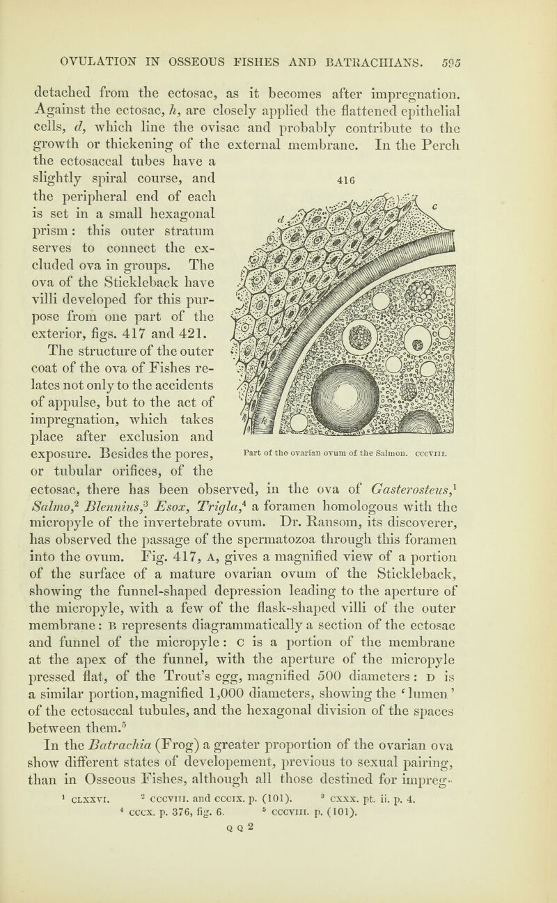 detached from the ectosac, as it becomes after impregnation. Against the ectosac, h, are closely applied the flattened epithelial cells, d, which line the ovisac and probably contribute to the growth or thickening of the external membrane. In the Perch the ectosaccal tubes have a slightly spiral course, and the peripheral end of each is set in a small hexagonal prism: this outer stratum serves to connect the ex¬ cluded ova in groups. The ova of the Stickleback have villi developed for this pur¬ pose from one part of the exterior, figs. 417 and 421. The structure of the outer coat of the ova of Fishes re¬ lates not only to the accidents of appulse, but to the act of impregnation, which takes place after exclusion and exposure. Besides the pores, or tubular orifices, of the ectosac, there has been observed, in the ova of Gasterosteus,l Salmo,2 Blennius,3 Esox, Trigla,4 a foramen homologous with the micropyle of the invertebrate ovum. Dr. Ransom, its discoverer, has observed the passage of the spermatozoa through this foramen into the ovum. Fig. 417, A, gives a magnified view of a portion of the surface of a mature ovarian ovum of the Stickleback, showing the funnel-shaped depression leading to the aperture of the micropyle, with a few of the flask-shaped villi of the outer membrane: B represents diagrammatically a section of the ectosac and funnel of the micropyle : C is a portion of the membrane at the apex of the funnel, with the aperture of the micropyle pressed flat, of the Trout’s egg, magnified 500 diameters : d is a similar portion, magnified 1,000 diameters, showing the c lumen ’ of the ectosaccal tubules, and the hexagonal division of the spaces between them.5 In the Batrachia (Frog) a greater proportion of the ovarian ova show different states of developement, previous to sexual pairing, than in Osseous Fishes, although all those destined for impreg- 1 clxxyi. 2 cccvm. and cccix. p. (101). 3 cxxx. pt. ii. p. 4. 4 cccx. p. 376, fig. 6. 5 cccviii. p. (101). Q Q 2 416 Part of tlie ovarian ovum of the Salmon, cccviii.