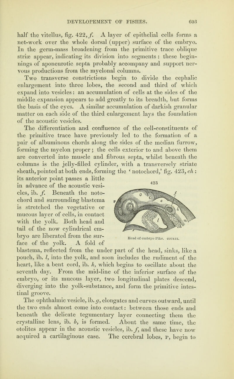 half the vitellus, fig. 422,f. A layer of epithelial cells forms a net-work over the whole dorsal (upper) surface of the embryo. In the germ-mass broadening from the primitive trace oblique striae appear, indicating its division into segments : these begin¬ nings of aponeurotic septa probably accompany and support ner¬ vous productions from the myelonal columns. Two transverse constrictions begin to divide the cephalic enlargement into three lobes, the second and third of which expand into vesicles: an accumulation of cells at the sides of the middle expansion appears to add greatly to its breadth, but forms the basis of the eyes. A similar accumulation of darkish granular matter on each side of the third enlargement lays the foundation of the acoustic vesicles. The differentiation and confluence of the cell-constituents of the primitive trace have previously led to the formation of a pair of albuminous chords along the sides of the median furrow, forming the myelon proper; the cells exterior to and above them are converted into muscle and fibrous septa, whilst beneath the columns is the jelly-filled cylinder, with a transversely striate sheath, pointed at both ends, forming the ‘ notochord,’ fig. 423, ch : its anterior point passes a little in advance of the acoustic vesi¬ cles, ib. f. Beneath the noto¬ chord and surrounding blastema is stretched the vegetative or mucous layer of cells, in contact with the yolk. Both head and tail of the now cylindrical em¬ bryo are liberated from the sur¬ face of the yolk. A fold of blastema, reflected from the under part of the head, sinks, like a pouch, ib. I, into the yolk, and soon includes the rudiment of the heart, like a bent cord, ib. k, which begins to oscillate about the seventh day. From the mid-line of the inferior surface of the embryo, or its mucous layer, two longitudinal plates descend, diverging into the yolk-substance, and form the primitive intes¬ tinal groove. The ophthalmic vesicle, ib. g, elongates and curves outward, until the two ends almost come into contact: between those ends and beneath the delicate tegumentary layer connecting them the crystalline lens, ib. b, is formed. About the same time, the otolites appear in the acoustic vesicles, ib. /, and these have now acquired a cartilaginous case. The cerebral lobes, p, begin to 423 Head of embryo Pike, cccxix.