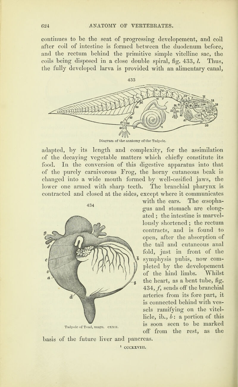 continues to be the seat of progressing developement, and coil after coil of intestine is formed between the duodenum before, and the rectum behind the primitive simple vitelline sac, the coils being disposed in a close double spiral, fig. 433, 1. Thus, the fully developed larva is provided with an alimentary canal. 433 adapted, by its length and complexity, for the assimilation of the decaying vegetable matters which chiefly constitute its food. In the conversion of this digestive apparatus into that of the purely carnivorous Frog, the horny cutaneous beak is changed into a wide mouth formed by well-ossified jaws, the lower one armed with sharp teeth. The branchial pharynx is contracted and closed at the sides, except where it communicates with the ears. The oesopha¬ gus and stomach are elong¬ ated ; the intestine is marvel¬ lously shortened; the rectum contracts, and is found to open, after the absorption of the tail and cutaneous anal fold, just in front of the symphysis pubis, now com¬ pleted by the developement of the hind limbs. Whilst the heart, as a bent tube, fig. 434,f, sends off the branchial arteries from its fore part, it is connected behind with ves¬ sels ramifying on the vitel- licle, ib., b: a portion of this is soon seen to be marked off from the rest, as the basis of the future liver and pancreas. CCCXXVIII.