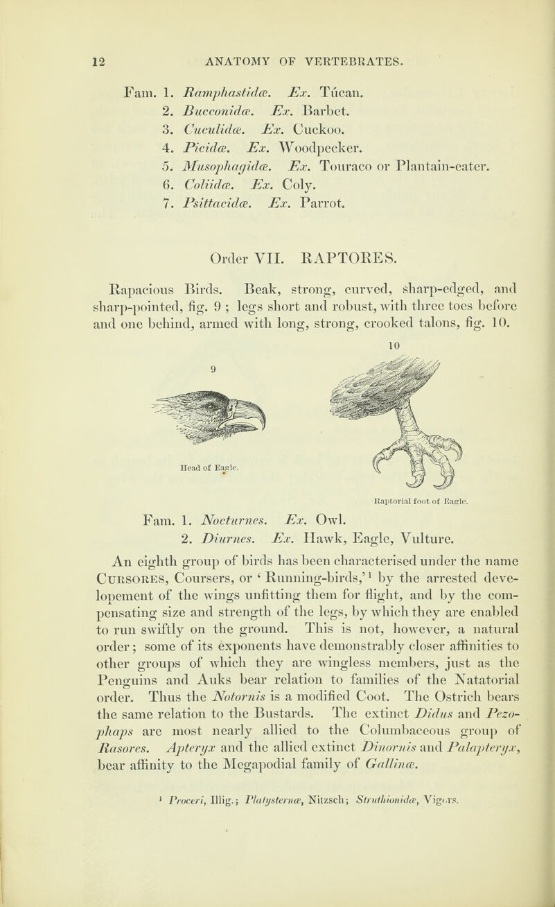 Fam. 1. Ramphastidce. Ex. Tucan. 2. Bucconidce. Ex. Barbet. 3. Cuculidce. Ex. Cuckoo. 4. Picidce. Ex. Woodpecker. 5. Musophagidce. Ex. Touraco or Plantain-eater. 6. Collides. Ex. Coly. 7. Psittacidce. Ex. Parrot. Order VII. BAPTOBES. Bapacious Birds. Beak, strong, curved, sharp-edged, and sharp-pointed, tig. 9 ; legs short and robust, with three toes before and one behind, armed with long, strong, crooked talons, tig. 10. 10 Raptorial foot of Eagle. Fam. 1. Nocturnes. Ex. Owl. 2. Diurnes. Ex. Hawk, Eagle, Vulture. An eighth group of birds has been characterised under the name Cursor.es, Coursers, or 4 Bunning-birds,’1 by the arrested deve- lopement of the wings unfitting them for flight, and by the com¬ pensating size and strength of the legs, by which they are enabled to run swiftly on the ground. This is not, however, a natural order; some of its exponents have demonstrably closer affinities to other groups of which they are wingless members, just as the Penguins and Auks bear relation to families of the Natatorial order. Thus the Notornis is a modified Coot. The Ostrich bears the same relation to the Bustards. The extinct Didus and Pezo- pliaps are most nearly allied to the Columbaceous group of Rcisores. Apteryx and the allied extinct Dinornis and Palapteryx, bear affinity to the Megapodial family of Gallince. Proceri, Illig.; Plalysternce, Nitzsch; Struthionidce, Vigors.