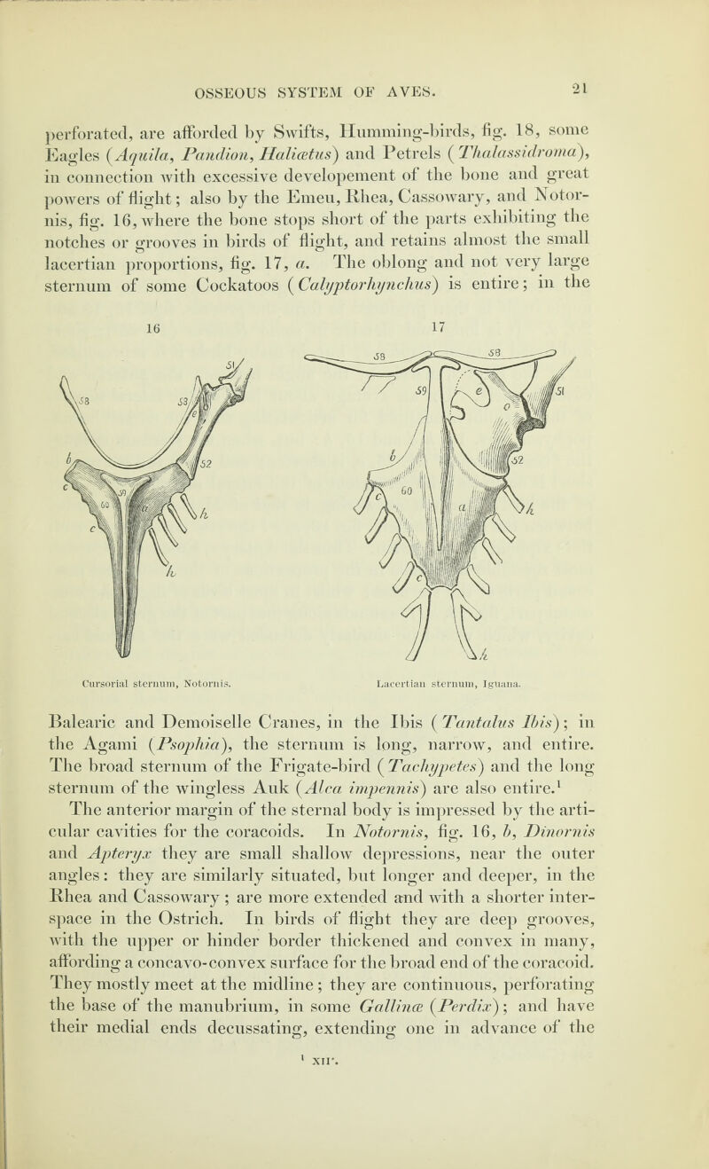 perforated, are afforded by Swifts, Humming-birds, fig. 18, some Eagles (Aqnila, Pandion, Halicetus) and Petrels ( Thalassidroma), in connection with excessive developement of the bone and great powers of flight; also by the Emeu, Rhea, Cassowary, and Notor- nis, fig. 16, where the bone stops short of the parts exhibiting the notches or grooves in birds of flight, and retains almost the small lacertian proportions, fig. 17, a. The oblong and not very large sternum of some Cockatoos ( Calyptorhynchus) is entire; in the 17 16 Cursorial sternum, Notornis. Lacertian sternum, Iguana. Balearic and Demoiselle Cranes, in the Ibis ( Tantalus Ibis); in the Agami (Psophia), the sternum is long, narrow, and entire. The broad sternum of the Frigate-bird ( Tacliypetes) and the long sternum of the wingless Auk (Alca impennis) are also entire.1 The anterior margin of the sternal body is impressed by the arti¬ cular cavities for the coracoids. In Notornis, fig. 16, b, Dinornis and Apteryx they are small shallow depressions, near the outer angles: they are similarly situated, but longer and deeper, in the Rhea and Cassowary ; are more extended and with a shorter inter¬ space in the Ostrich. In birds of flight they are deep grooves, with the upper or hinder border thickened and convex in many, affording a concavo-convex surface for the broad end of the coracoid. They mostly meet at the midline ; they are continuous, perforating the base of the manubrium, in some Gallince {Perdix); and have their medial ends decussating, extending one in advance of the XII'.