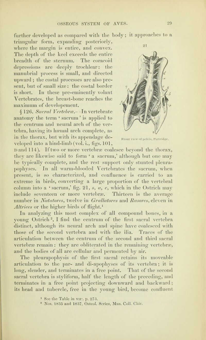 21 Front view of pelvis, Partridge. further developed as compared with the body; it approaches to a triangular form, expanding posteriorly, where the margin is entire, and convex. The depth of the keel exceeds the entire breadth of the sternum. The coracoid depressions are deeply trochlear: the manubrial process is small, and directed upward ; the costal processes are also pre¬ sent, but of small size: the costal border is short. In these pre-eminently volant Vertebrates, the breast-bone reaches the maximum of developement. § 126. Sacral Vertebrae.--In vertebrate anatomy the term f sacrum ’ is applied to the centrum and neural arch of the ver¬ tebra, having its haemal arch complete, as in the thorax, but with its appendage de¬ veloped into a hind-limb (vol. i., figs. 101, D and 114). If two or more vertebrae coalesce beyond the thorax, they are likewise said to form f a sacrum,’ although but one may be typically complete, and the rest support only stunted pleura- pophyses. In all warm-blooded Vertebrates the sacrum, when present, is so characterized, and confluence is carried to an extreme in birds, converting a large proportion of the vertebral column into a 4 sacrum,’ fig. 21,5, a, c, which in the Ostrich may include seventeen or more vertebrae. Thirteen is the average number in Natatores, twelve in Grallatores and Rasores, eleven in Altrices or the higher birds of flight.1 In analyzing this most complex of all compound bones, in a young Ostrich2, I find the centrum of the first sacral vertebra distinct, although its neural arch and spine have coalesced with those of the second vertebra and with the ilia. Traces of the articulation between the centrum of the second and third sacral vertebrae remain : they are obliterated in the remaining vertebrae, and the bodies of all are cellular and permeated by air. The pleurapophysis of the first sacral retains its moveable articulation to the par- and di-apophyses of its vertebra ; it is long, slender, and terminates in a free point. That of the second sacral vertebra is styliform, half the length of the preceding, and terminates in a free point projecting downward and backward; its head and tubercle, free in the young bird, become confluent 1 See the Table in vir. p. 273. 2 Nos. 1835 and 1837, Osteol. Scries, Mus. Coll. Chir.