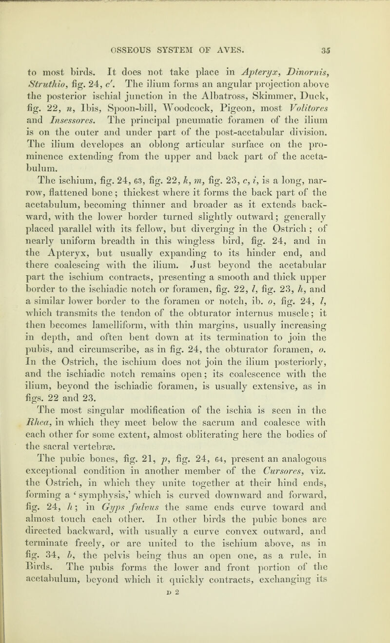 to most birds. It does not take place in Apteryx, Dinornis, Struthio, fig. 24, c . The ilium forms an angular projection above the posterior ischial junction in the Albatross, Skimmer, Duck, fig. 22, n, Ibis, Spoon-bill, Woodcock, Pigeon, most Volitores and Insessores. The principal pneumatic foramen of the ilium is on the outer and under part of the post-acetabular division. The ilium developes an oblong articular surface on the pro¬ minence extending from the upper and back part of the aceta¬ bulum. The ischium, fig. 24, 63, fig. 22, k, m} fig. 23, c, i, is a long, nar¬ row, flattened bone; thickest where it forms the back part of the acetabulum, becoming thinner and broader as it extends back¬ ward, with the lower border turned slightly outward; generally placed parallel with its fellow, but diverging in the Ostrich ; of nearly uniform breadth in this wingless bird, fig. 24, and in the Apteryx, but usually expanding to its hinder end, and there coalescing with the ilium. Just beyond the acetabular part the ischium contracts, presenting a smooth and thick upper border to the ischiadic notch or foramen, fig. 22, Z, fig. 23, h, and a similar lower border to the foramen or notch, ib. o, fig. 24, Z, which transmits the tendon of the obturator internus muscle; it then becomes lamelliform, with thin margins, usually increasing in depth, and often bent down at its termination to join the pubis, and circumscribe, as in fig. 24, the obturator foramen, o. In the Ostrich, the ischium does not join the ilium posteriorly, and the ischiadic notch remains open; its coalescence with the ilium, beyond the ischiadic foramen, is usually extensive, as in figs. 22 and 23. The most singular modification of the ischia is seen in the Rhea, in which they meet below the sacrum and coalesce with each other for some extent, almost obliterating here the bodies of the sacral vertebras. The pubic bones, fig. 21, p, fig. 24, 64, present an analogous exceptional condition in another member of the Cursores, viz. the Ostrich, in which they unite together at their hind ends, forming a f symphysis,’ which is curved downward and forward, fig. 24, h; in Gyps fulvus the same ends curve toward and almost touch each other. In other birds the pubic bones are directed backward, with usually a curve convex outward, and terminate freely, or are united to the ischium above, as in fig. 34, b, the pelvis being thus an open one, as a rule, in Birds. The pubis forms the lower and front portion of the acetabulum, beyond which it quickly contracts, exchanging its