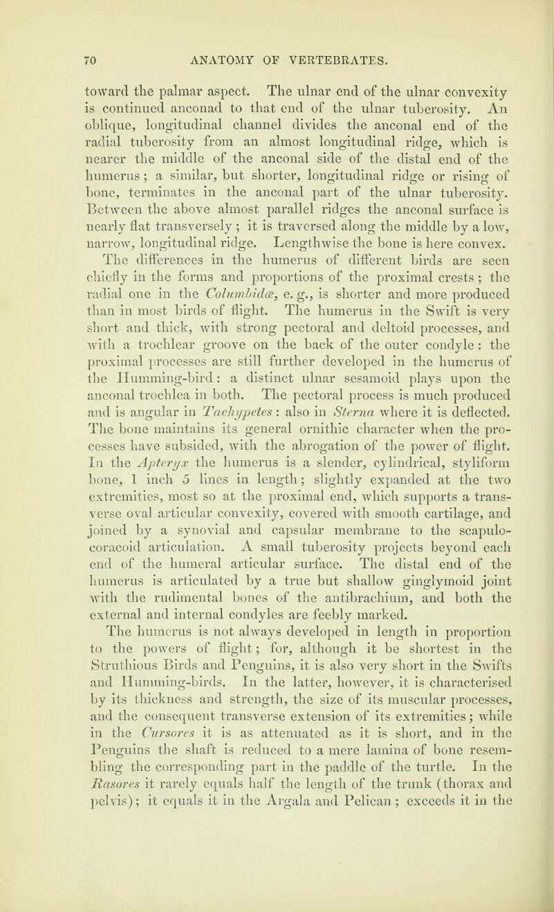 toward the palmar aspect. The ulnar end of the ulnar convexity is continued anconad to that end of the ulnar tuberosity. An oblique, longitudinal channel divides the anconal end of the radial tuberosity from an almost longitudinal ridge, which is nearer the middle of the anconal side of the distal end of the humerus; a similar, but shorter, longitudinal ridge or rising of bone, terminates in the anconal part of the ulnar tuberosity. Between the above almost parallel ridges the anconal surface is nearly flat transversely ; it is traversed along the middle by a low, narrow, longitudinal ridge. Lengthwise the bone is here convex. The differences in the humerus of different birds are seen chiefly in the forms and proportions of the proximal crests ; the radial one in the Columbidce, e. g., is shorter and more produced than in most birds of flight. The humerus in the Swift is very short and thick, with strong pectoral and deltoid processes, and with a trochlear groove on the back of the outer condyle : the proximal processes are still further developed in the humerus of the Humming-bird: a distinct ulnar sesamoid plays upon the anconal trochlea in both. The pectoral process is much produced and is angular in Tachypetes : also in Sterna where it is deflected. The bone maintains its general ornithic character when the pro¬ cesses have subsided, with the abrogation of the power of flight. In the Apteryx the humerus is a slender, cylindrical, styliform bone, 1 inch 5 lines in length; slightly expanded at the two extremities, most so at the proximal end, which supports a trans¬ verse oval articular convexity, covered with smooth cartilage, and joined by a synovial and capsular membrane to the scapulo- coracoid articulation. A small tuberosity projects beyond each end of the humeral articular surface. The distal end of the humerus is articulated by a true but shallow ginglymoid joint with the rudimental bones of the antibrachium, and both the external and internal condyles are feebly marked. The humerus is not always developed in length in proportion to the powers of flight; for, although it be shortest in the Struthious Birds and Penguins, it is also very short in the Swifts and Humming-birds. In the latter, however, it is characterised by its thickness and strength, the size of its muscular processes, and the consequent transverse extension of its extremities; while in the Cursores it is as attenuated as it is short, and in the Penguins the shaft is reduced to a mere lamina of bone resem¬ bling the corresponding part in the paddle of the turtle. In the Rasores it rarely equals half the length of the trunk (thorax and pelvis); it equals it in the Argala and Pelican ; exceeds it in the
