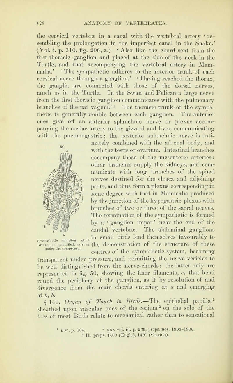 50 tlie cervical vertebras in a canal with the vertebral artery 4 re¬ sembling the prolongation in the imperfect canal in the Snake.’ (Yol. i. p. 310, fig. 206, 3.) 4 Also like the chord sent from the first thoracic ganglion and placed at the side of the neck in the Turtle, and that accompanying the vertebral artery in Mam¬ malia.’ 4 The sympathetic adheres to the anterior trunk of each cervical nerve through a ganglion.’ 4 Having reached the thorax, the ganglia are connected with those of the dorsal nerves, much as in the Turtle. In the Swan and Pelican a large nerve from the first thoracic ganglion communicates with the pulmonary branches of the par vagum.’1 The thoracic trunk of the sympa¬ thetic is generally double between each ganglion. The anterior ones give off an anterior splanchnic nerve or plexus accom¬ panying the coeliac artery to the gizzard and liver, communicating with the pneumogastric; the posterior splanchnic nerve is inti¬ mately combined with the adrenal body, and with the testis or ovarium. Intestinal branches accompany those of the mesenteric arteries ; other branches supply the kidneys, and com¬ municate with long branches of the spinal nerves destined for the cloaca and adjoining parts, and thus form a plexus corresponding in some degree with that in Mammalia produced by the junction of the hypogastric plexus with branches of two or three of the sacral nerves. The termination of the sympathetic is formed by a 4 ganglion impar ’ near the end of the caudal vertebrae. The abdominal ganglions in small birds lend themselves favourably to Sympathetic ganglion of a . „ of Greenfinch, magnified, as seen the demonstration ot the structure oi these under the compressor. „ , . . , l centres ot the sympathetic system, becoming transparent under pressure, and permitting the nerve-vesicles to be well distinguished from the nerve-chords: the latter only are represented in fig. 50, showing the finer filaments, c, that bend round the periphery of the ganglion, as if by resolution of and divergence from the main chords entering at a and emerging at bt b. § 140. Organ of Touch in Birds.—The epithelial papilla2 sheathed upon vascular ones of the corium3 on the sole of the toes of most Birds relate to mechanical rather than to sensational 1 LIV, p. 104. 2 XX*. vol. iii. p. 239, preps, nos. 1902-1906. 3 lb. preps. 1400 (Eagle), 1401 (Ostrich).