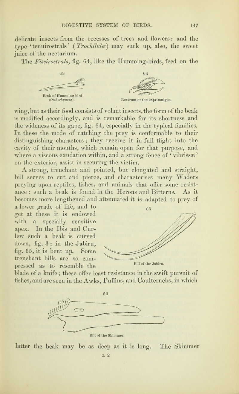 delicate insects from the recesses of trees and flowers: and the type 4 tenuirostrals ’ (Trocliilidce) may suck up, also, the sweet juice of the nectarium. The Fissirostrals, fig. 64, like the Humming-birds, feed on the 63 64 Beak of Humming-bird (Orthorhyncus). Rostrum of the Caprimulgus. wing, but as their food consists of volant insects, the form of the beak is modified accordingly, and is remarkable for its shortness and the wideness of its gape, fig. 64, especially in the typical families. In these the mode of catching the prey is conformable to their distinguishing characters; they receive it in full flight into the cavity of their mouths, which remain open for that purpose, and where a viscous exudation within, and a strong fence of4 vibrissas ’ on the exterior, assist in securing the victim. A strong, trenchant and pointed, but elongated and straight, bill serves to cut and pierce, and characterises many Waders preying upon reptiles, fishes, and animals that offer some resist¬ ance : such a beak is found in the Herons and Bitterns. As it becomes more lengthened and attenuated it is adapted to prey of a lower grade of life, and to get at these it is endowed with a specially sensitive apex. In the Ibis and Cur¬ lew such a beak is curved down, fig. 3 : in the Jabiru, fig. 65, it is bent up. Some trenchant bills are so com¬ pressed as to resemble the blade of a knife; these offer least resistance in the swift pursuit of fishes, and are seen in the Awks, Puffins, and Coulternebs, in which 66 latter the beak may be as deep as it is long. The Skimmer